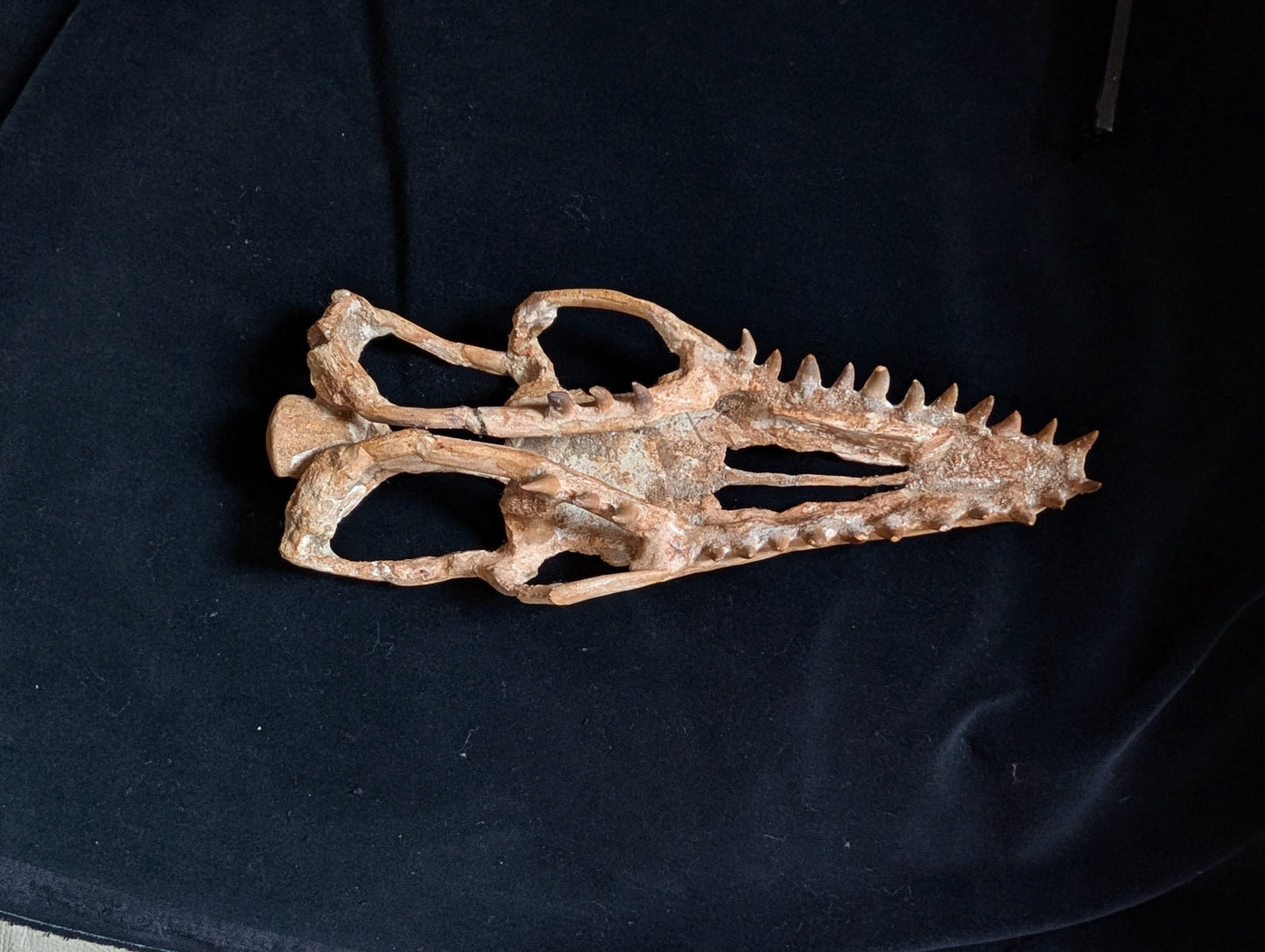Mosasaur Skull