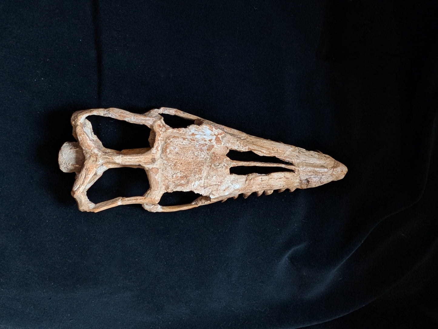 Mosasaur Skull