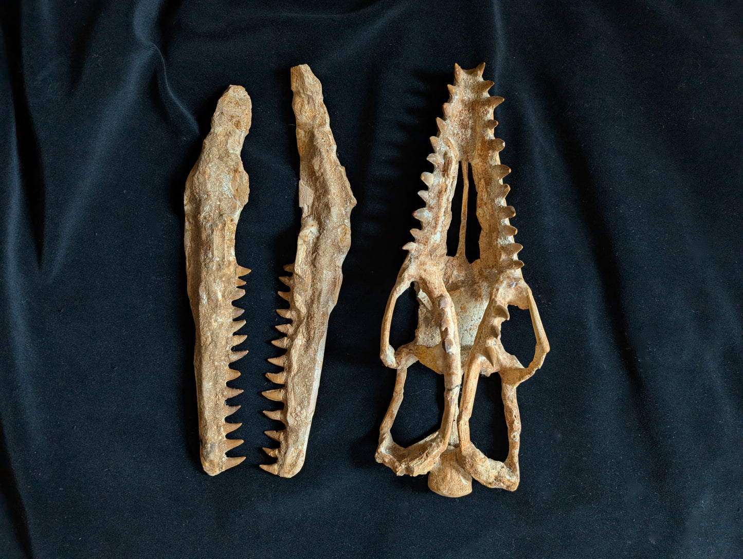 Mosasaur Skull