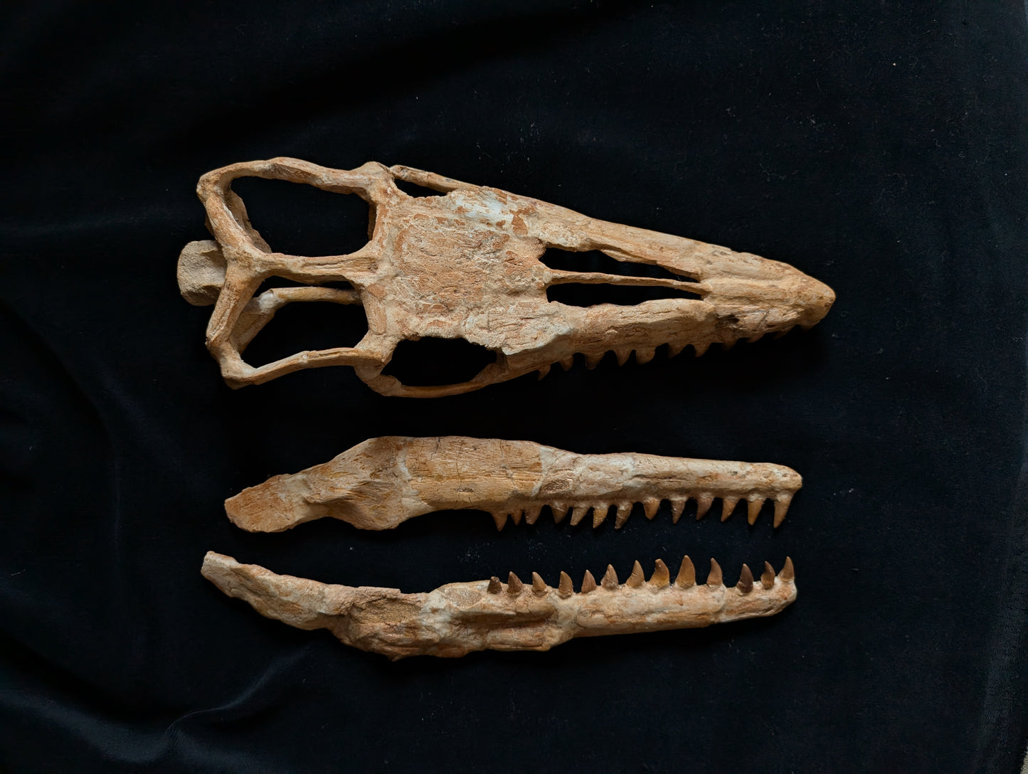 Mosasaur Skull