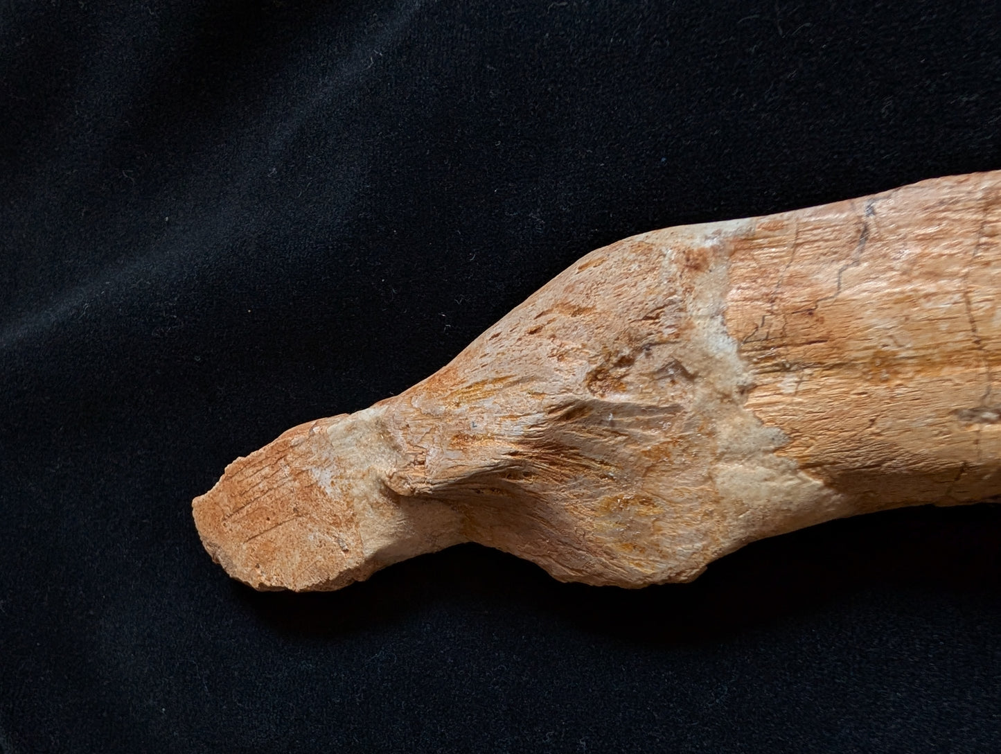 Mosasaur Skull
