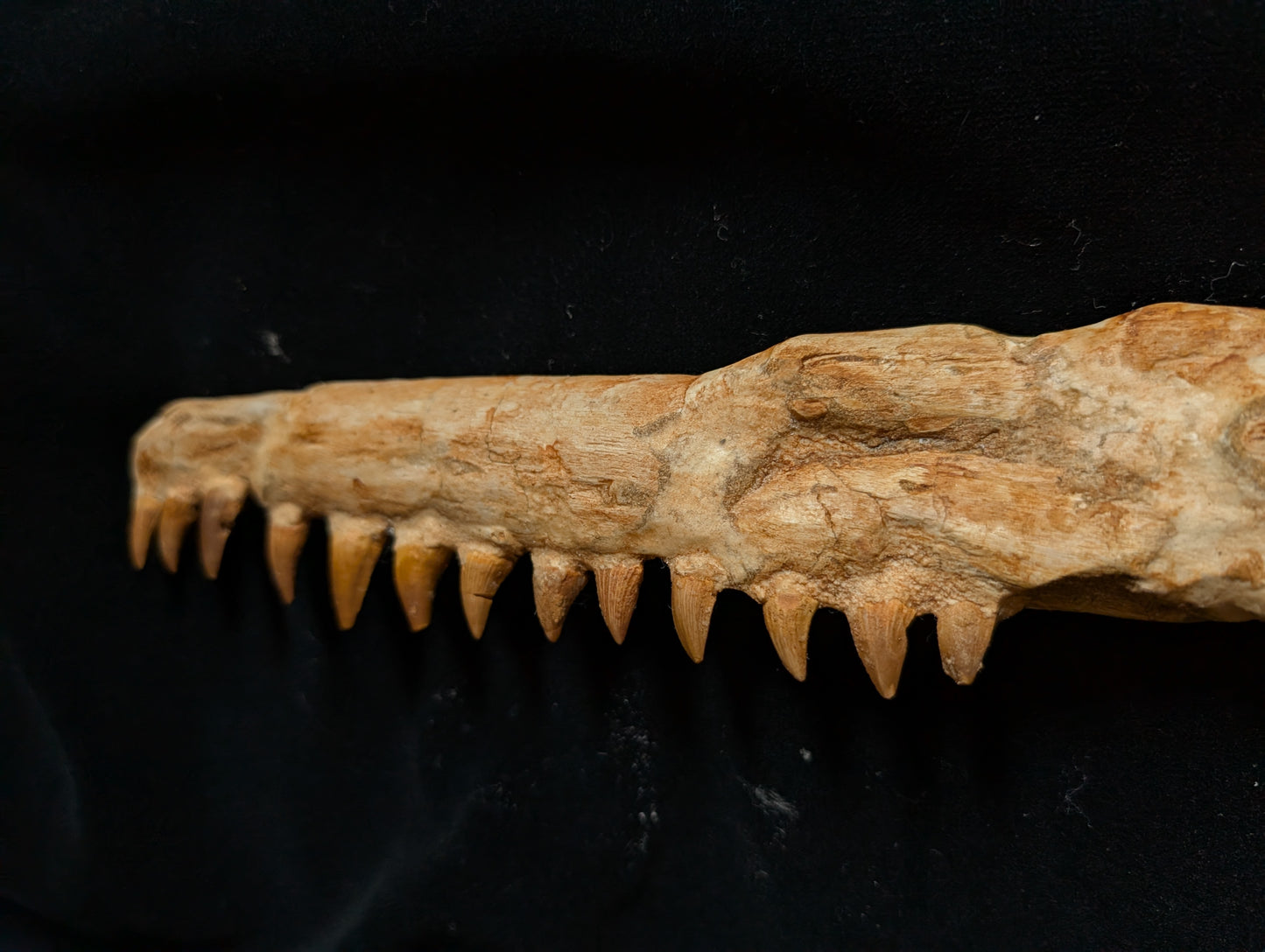 Mosasaur Skull