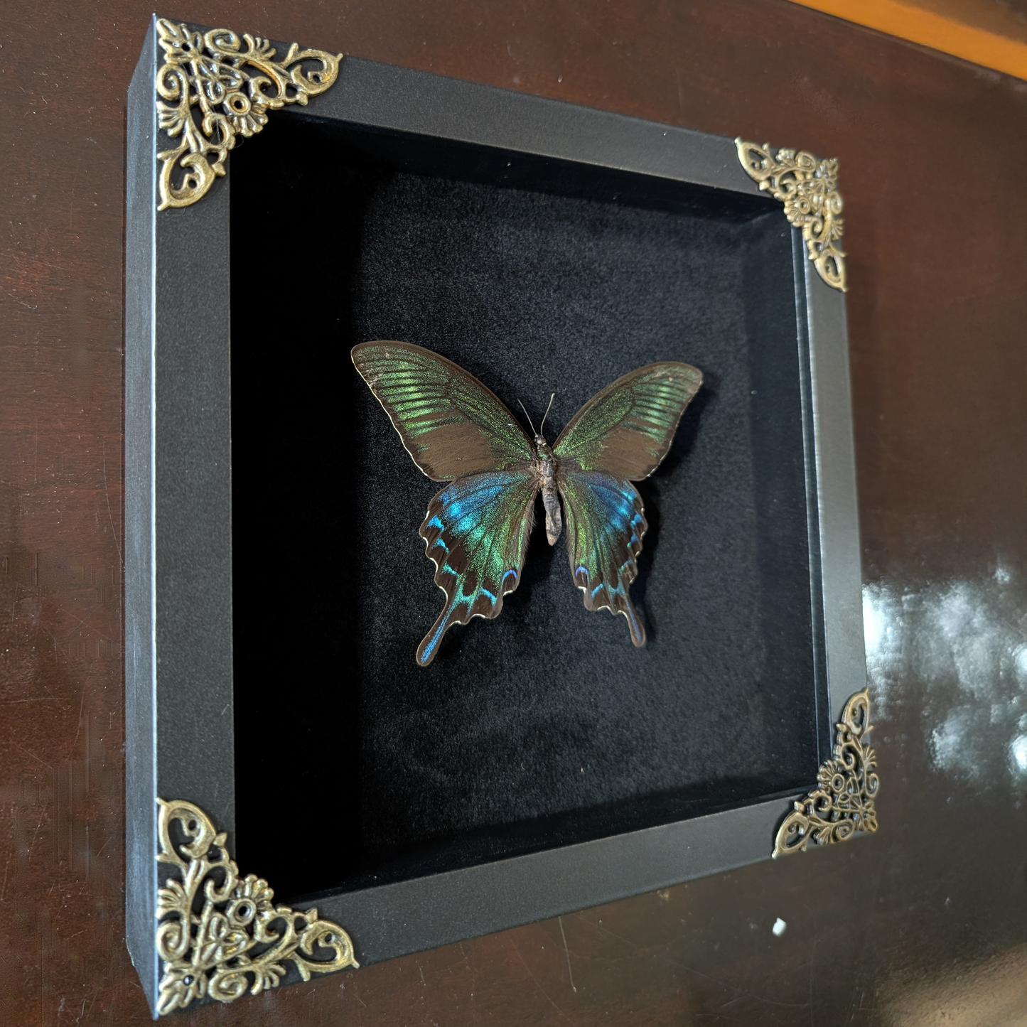 Real Alpine Swallowtail in Frame (Papilio Maacki)