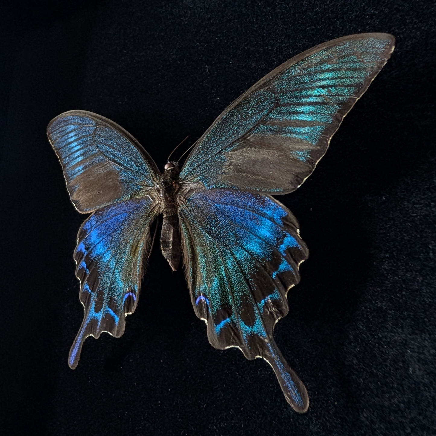 Real Alpine Swallowtail in Frame (Papilio Maacki)