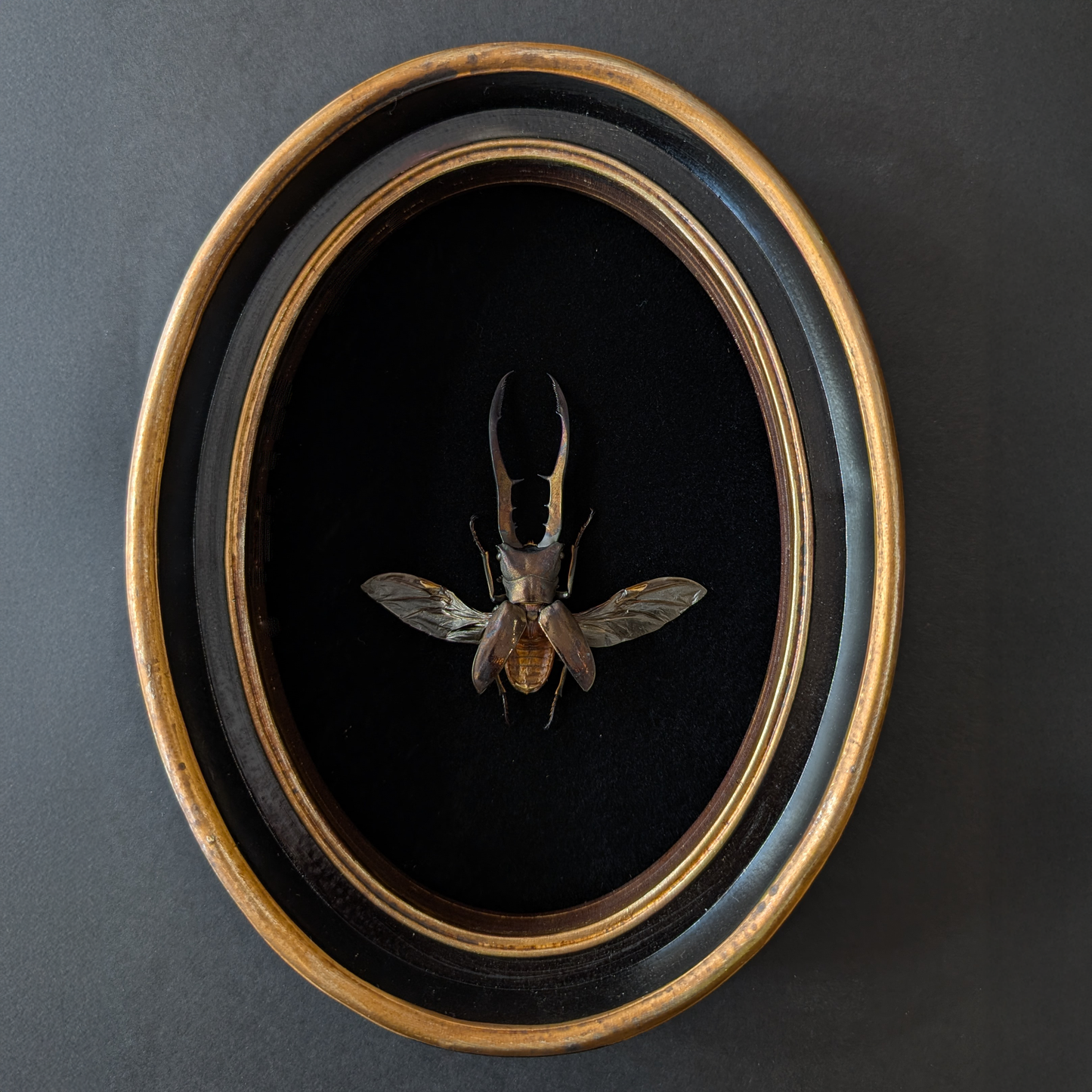 Beetle Pinning Workshop: Stag & Jewel Beetles