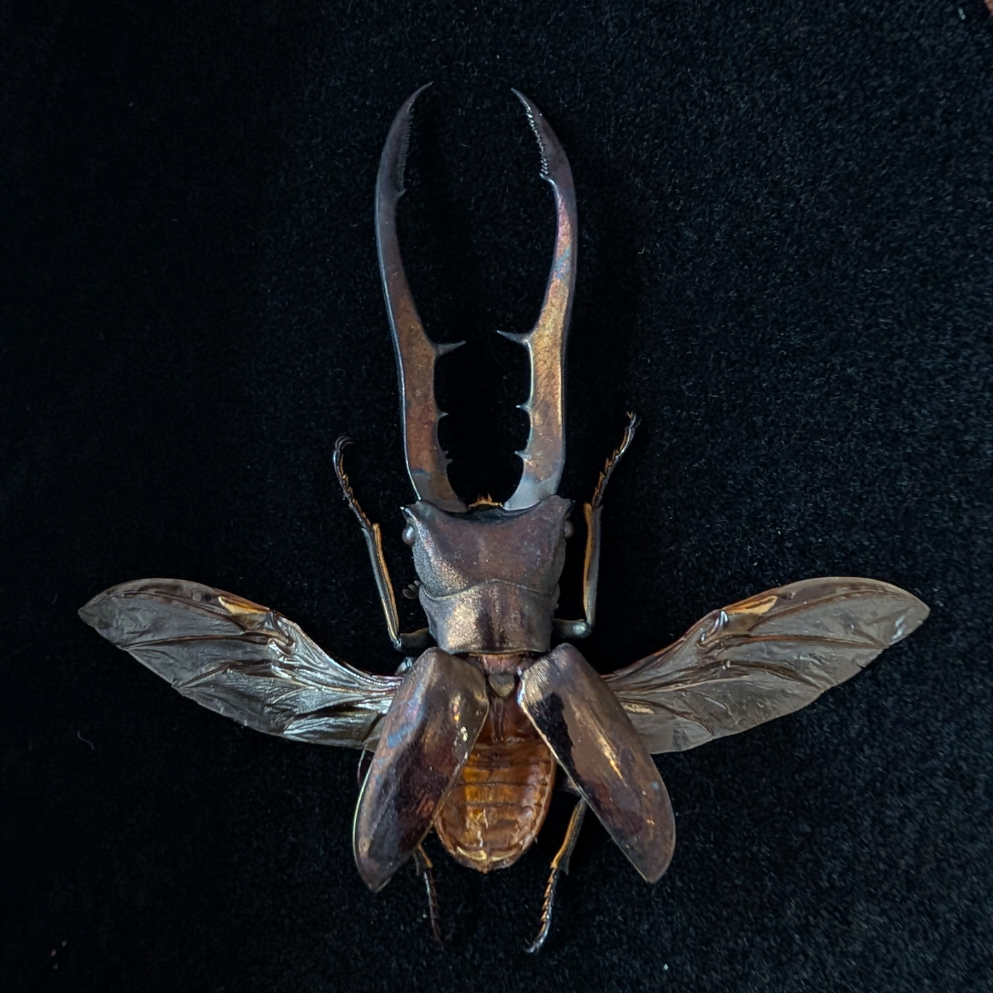 Beetle Pinning Workshop: Stag & Jewel Beetles