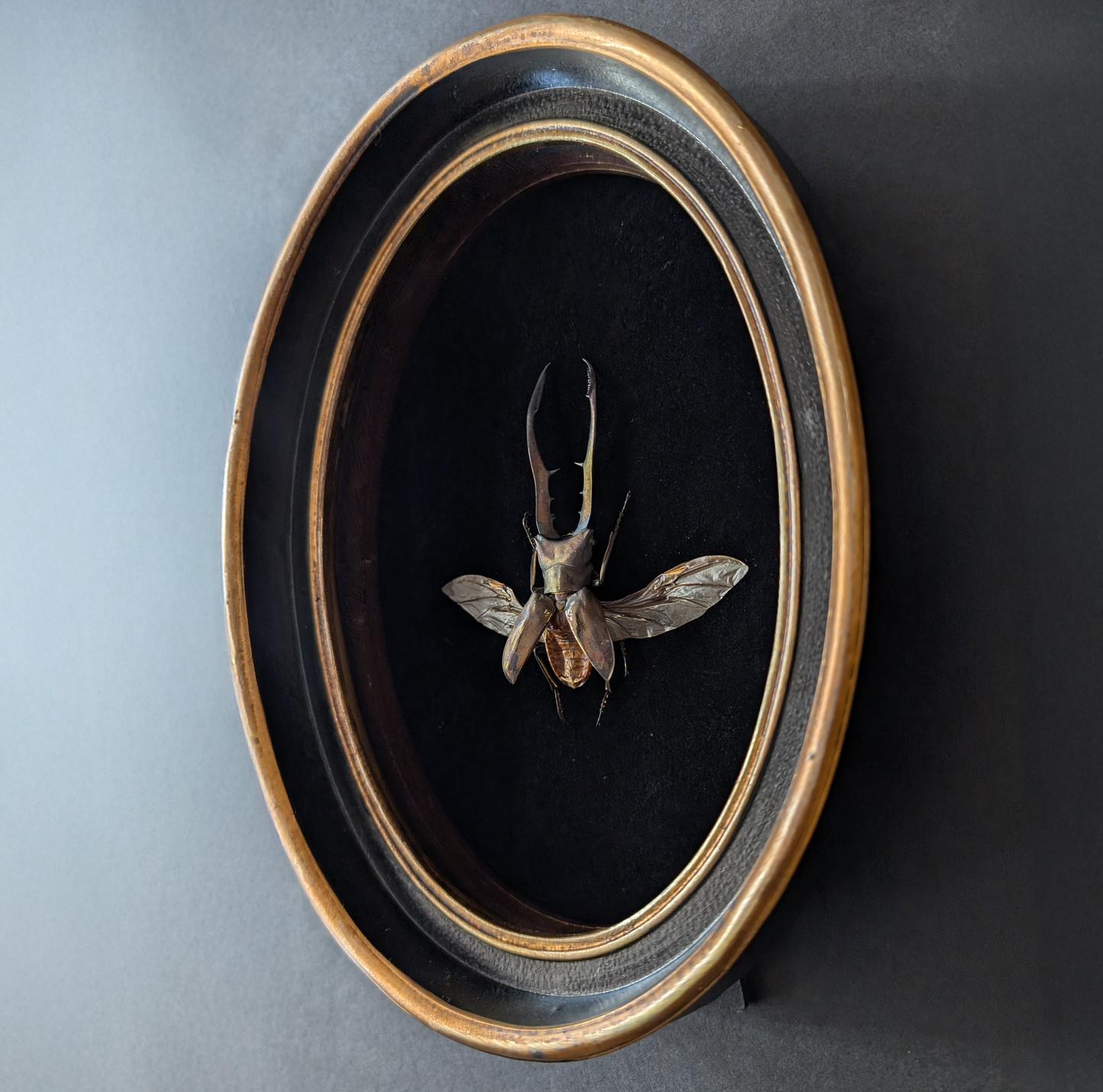 Stag Beetle in Oval Frame