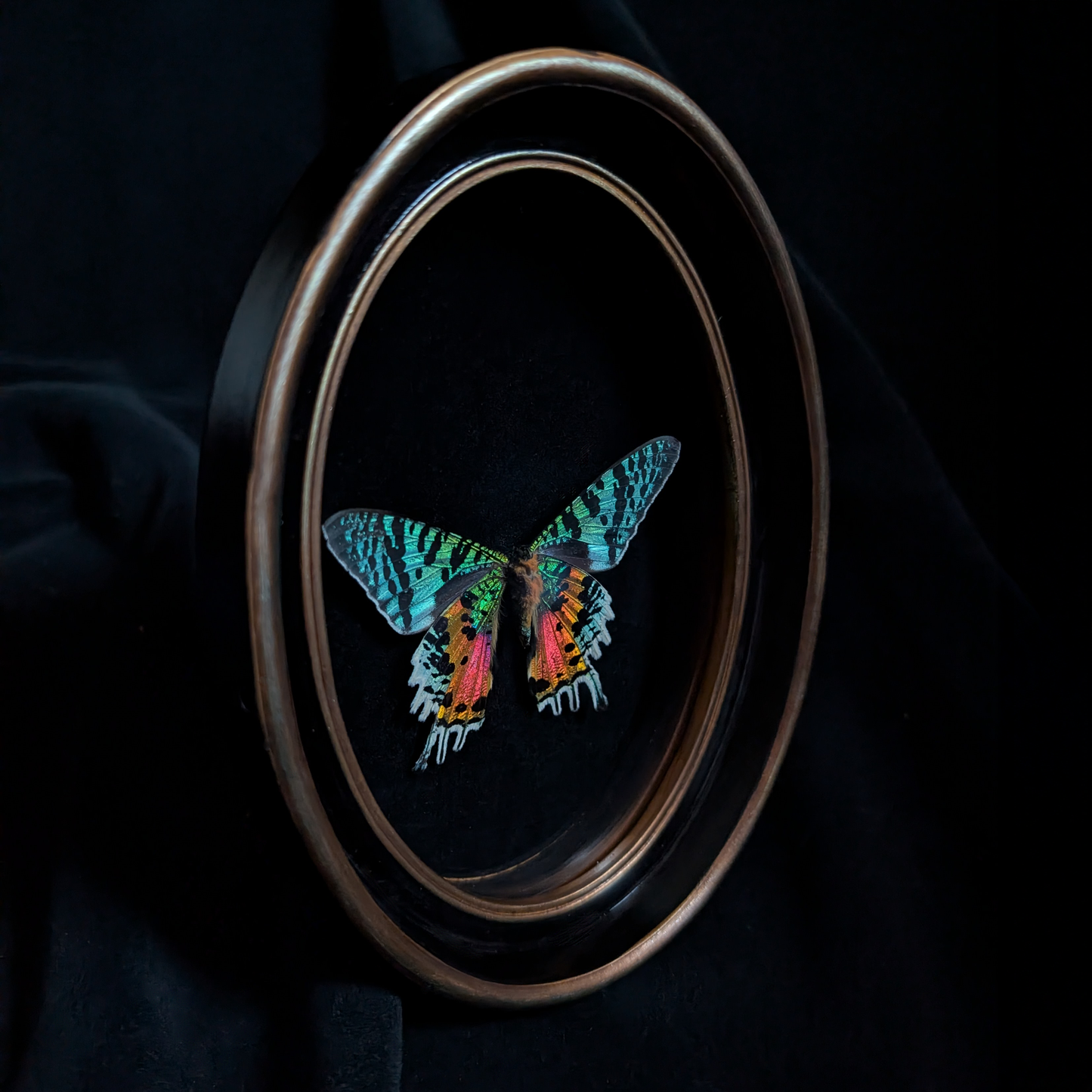 Real Madagascan Sunset Moth in Oval Frame