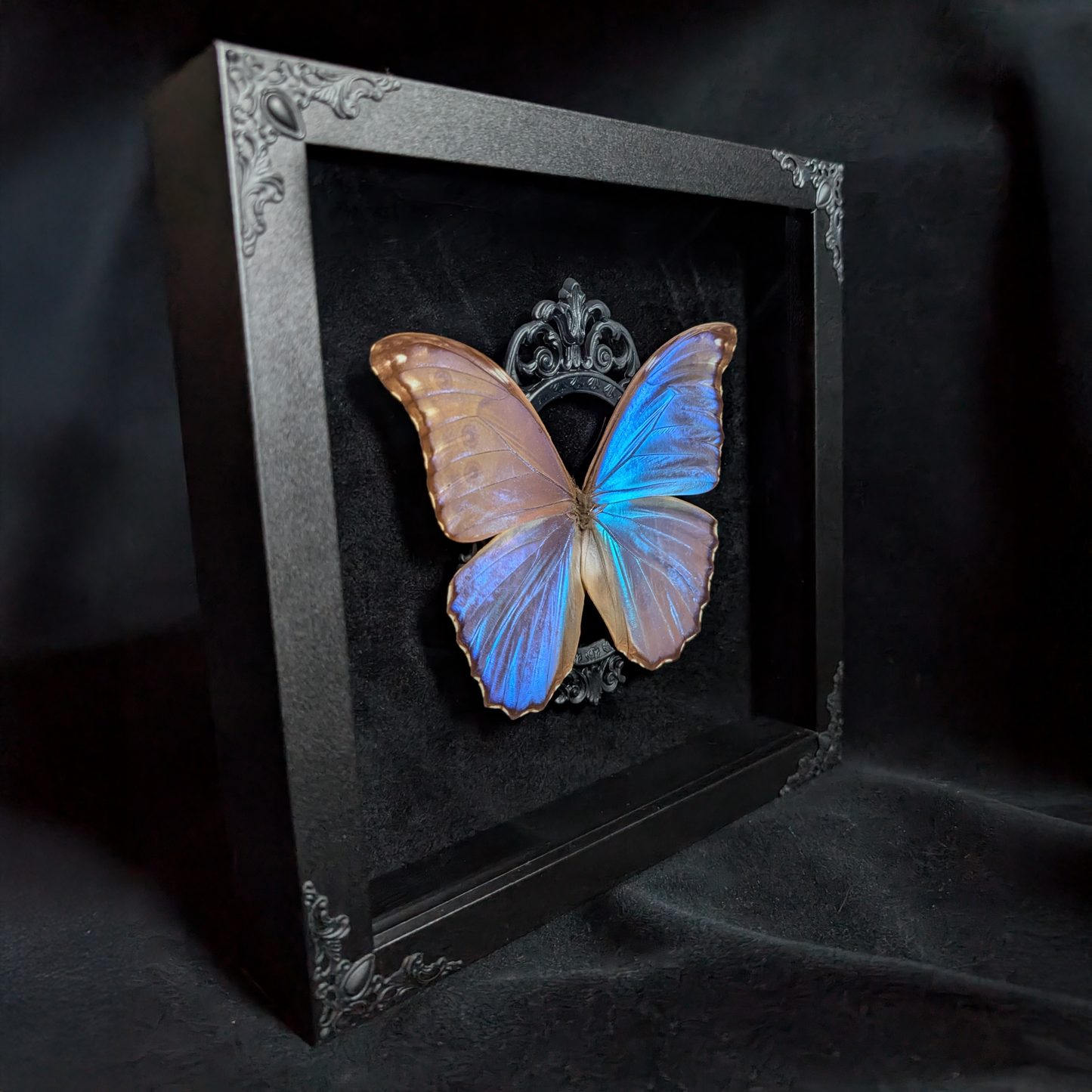 Blue Morpho with Black accents