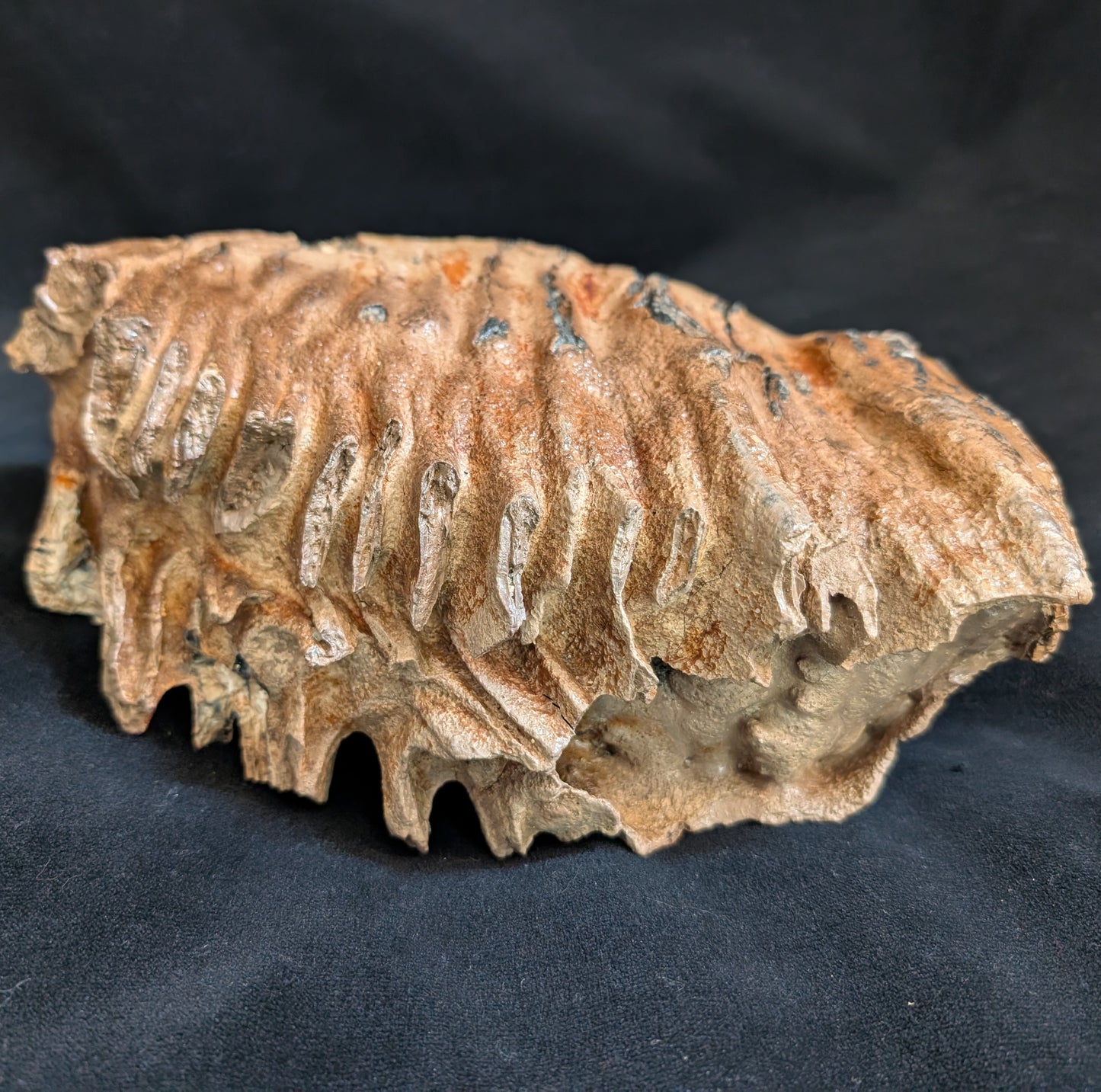 Mammoth Tooth