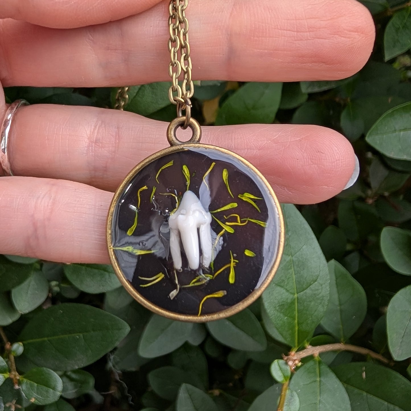 Real raccoon tooth pendant