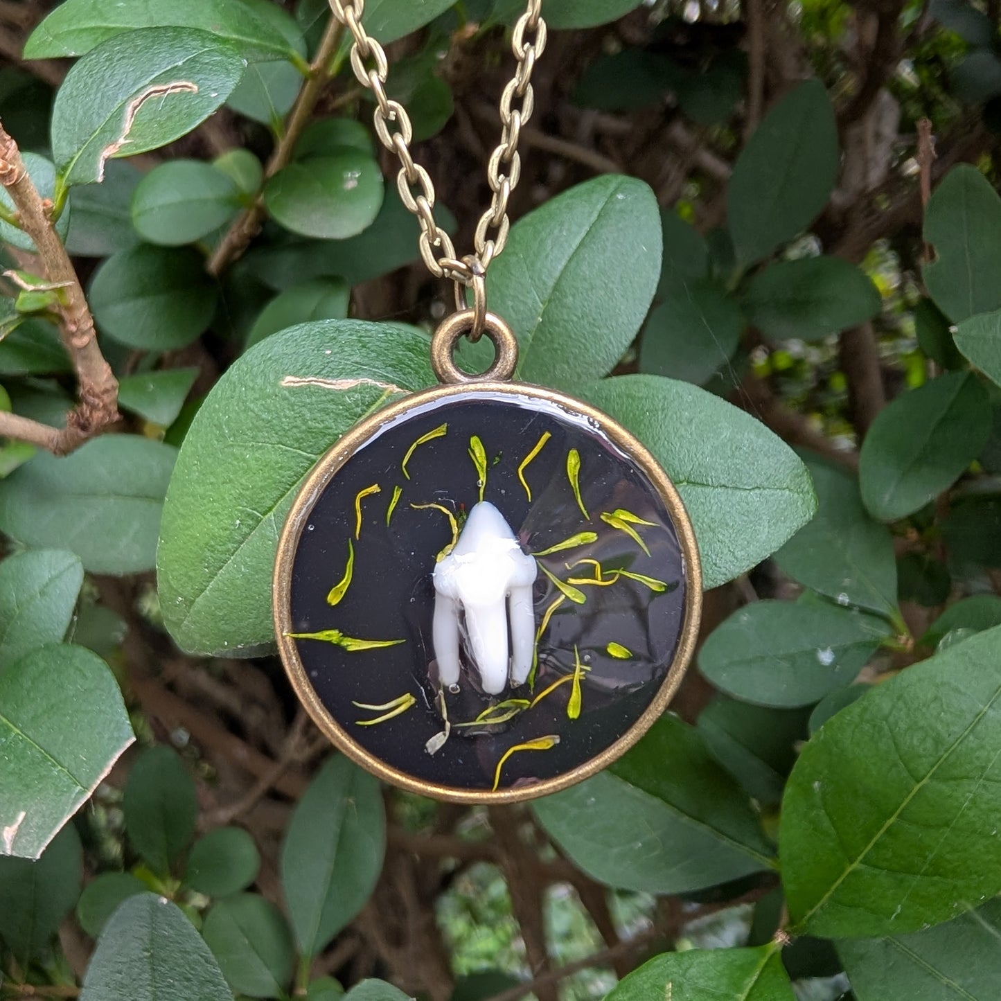 Real raccoon tooth pendant