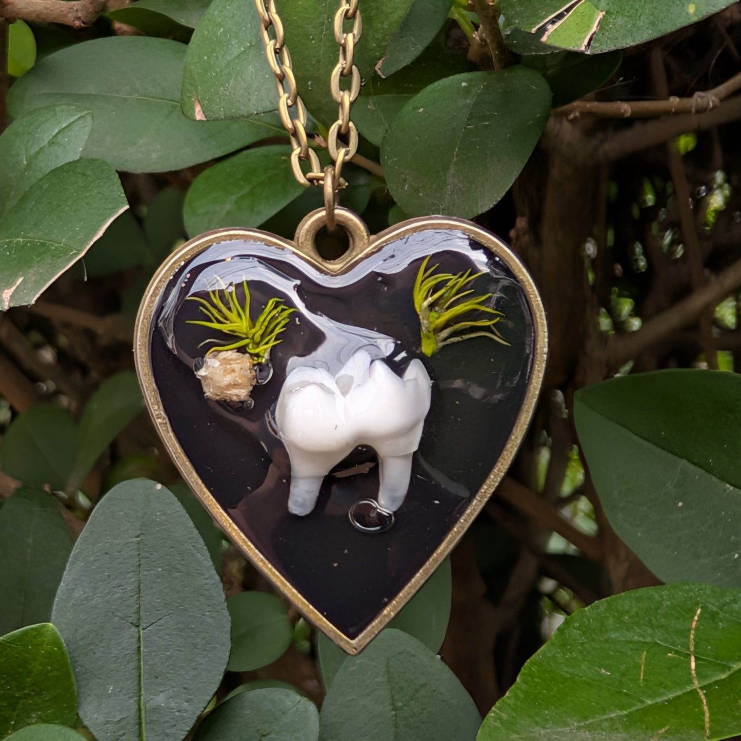 Real raccoon tooth pendant