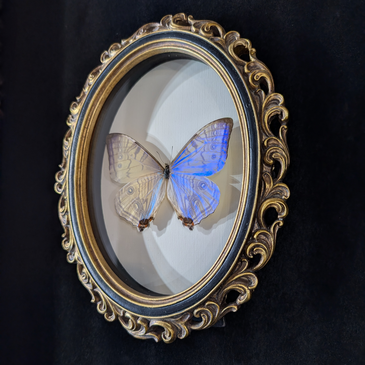 Blue Morpho Silkowskiy Butterfly in Curly Oval Frame