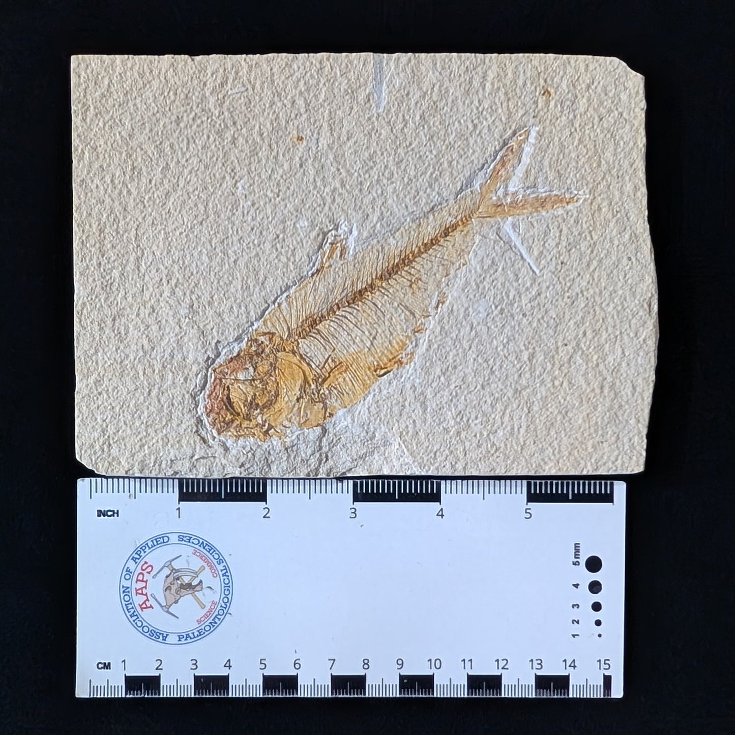 Fossilized Fish (Diplomystus dentatus)