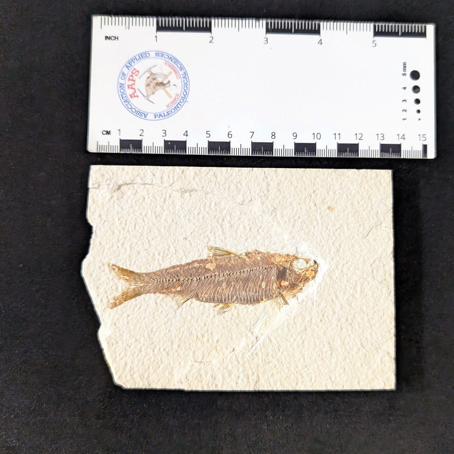 Fossilized Fish (Knightia)