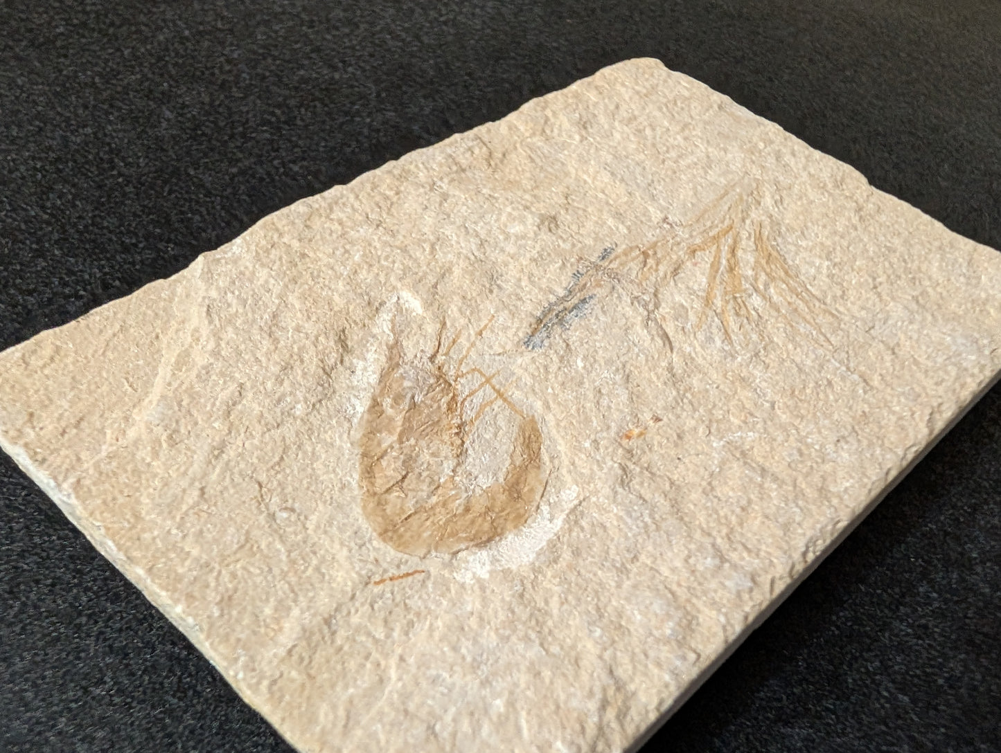 Fossilized Shrimp