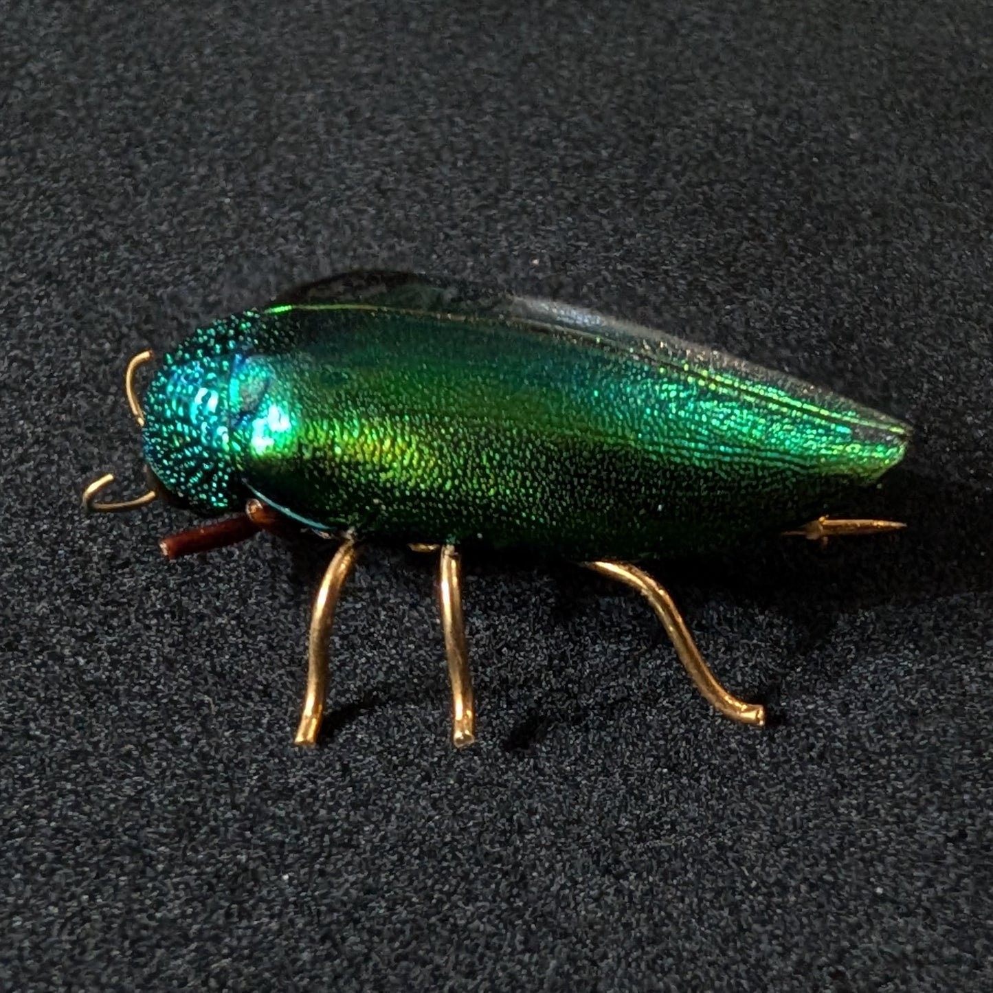 Real Emerald Beetle Pin