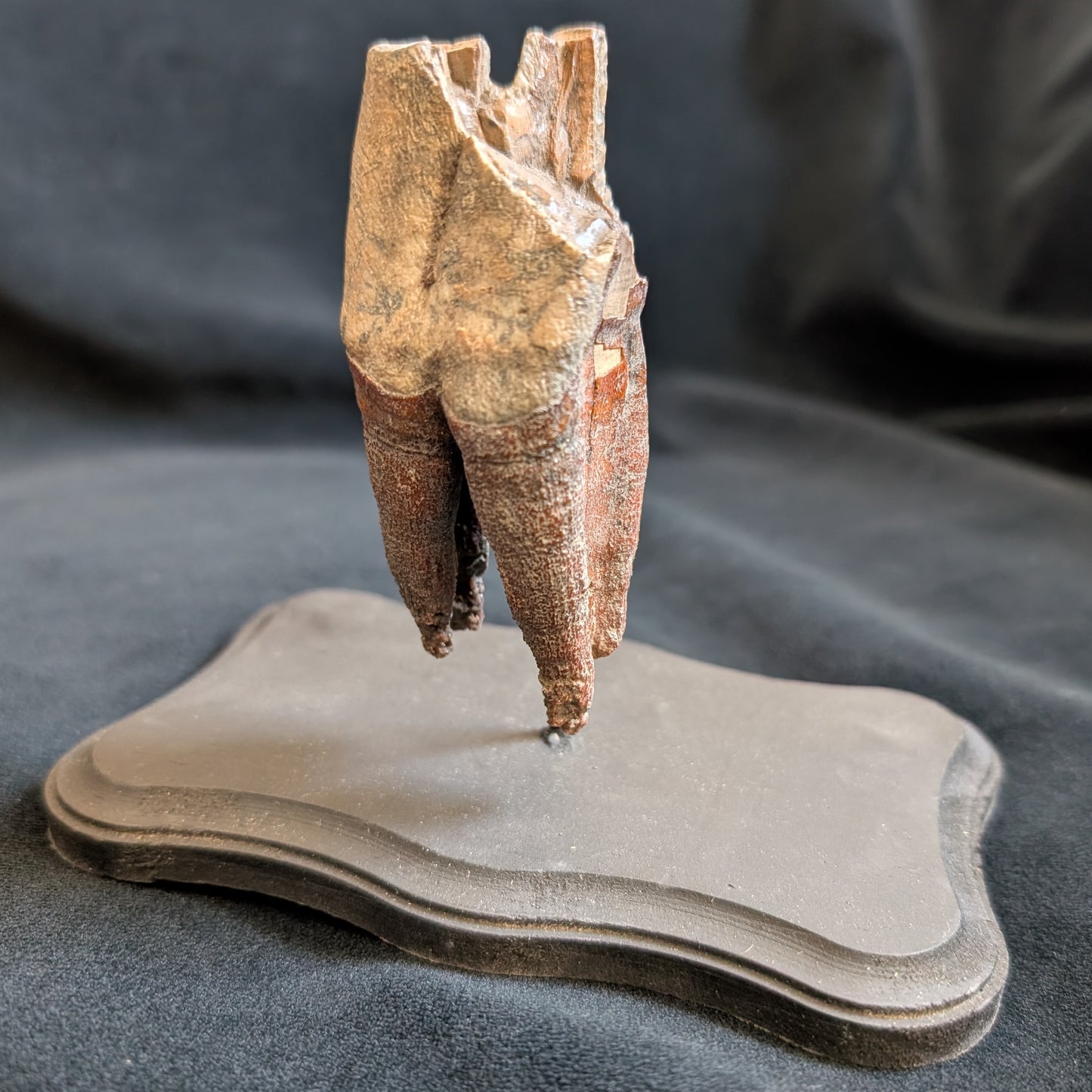 Fossilized Woolly Rhino Tooth w/ Stand