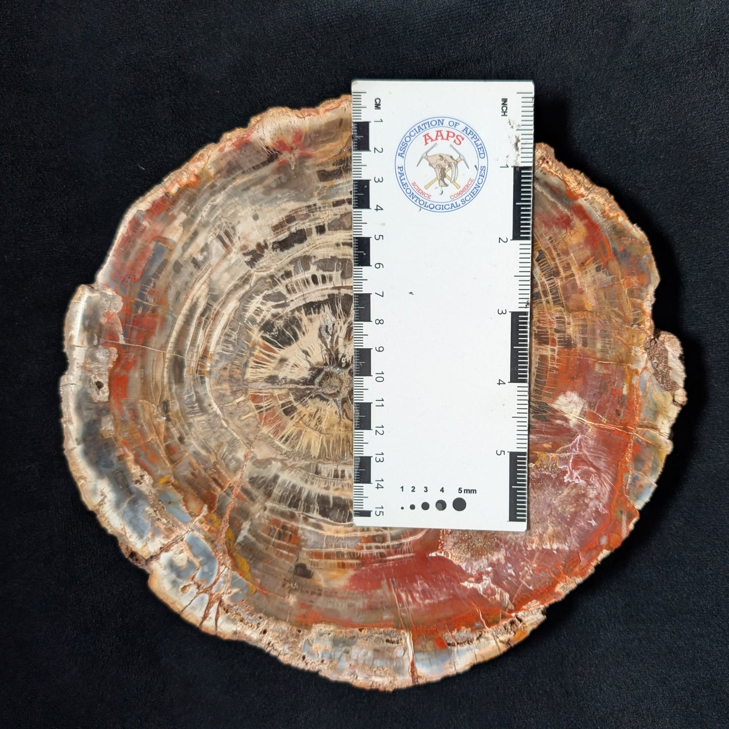 Petrified Wood Plate w/ Stand