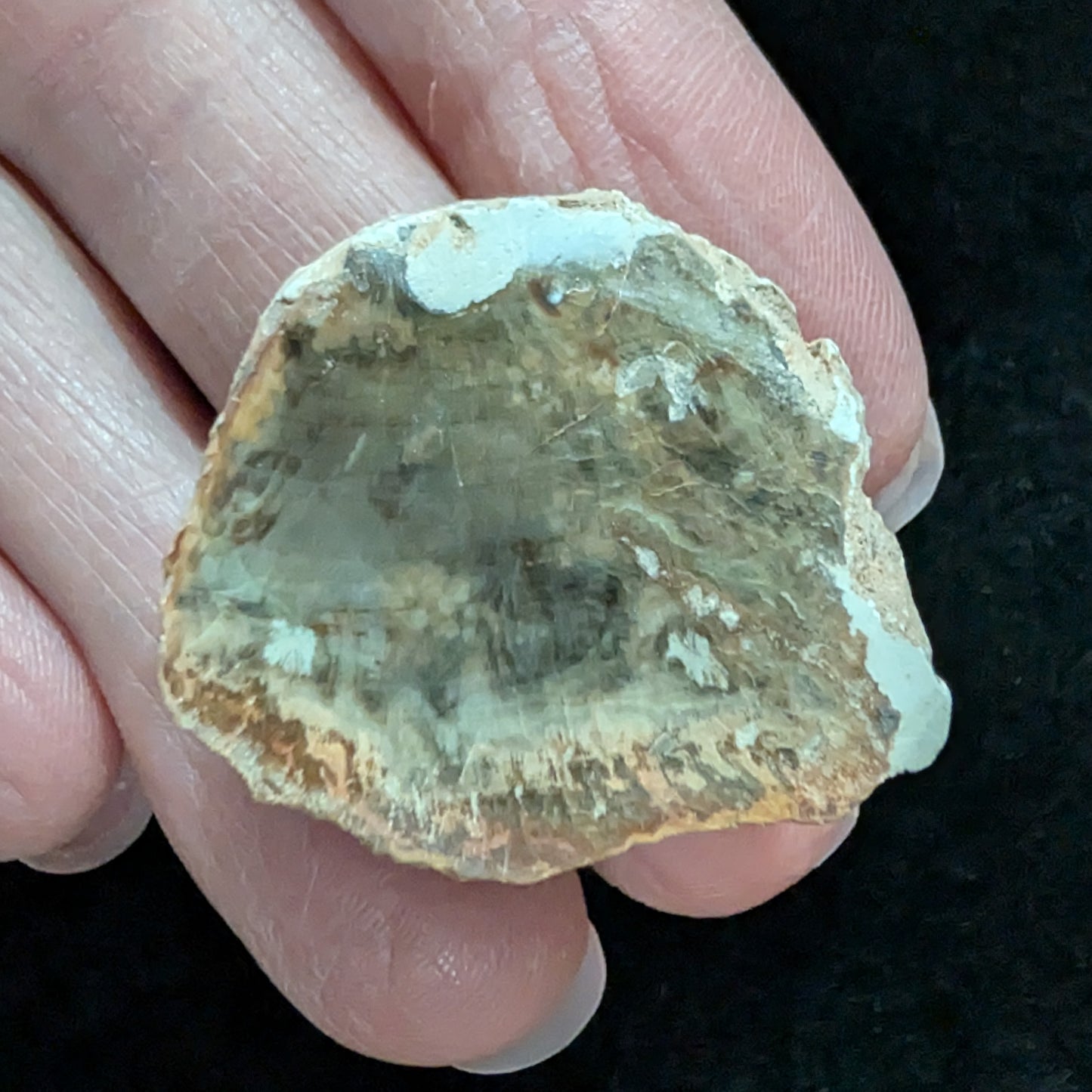 Petrified Wood Fragment