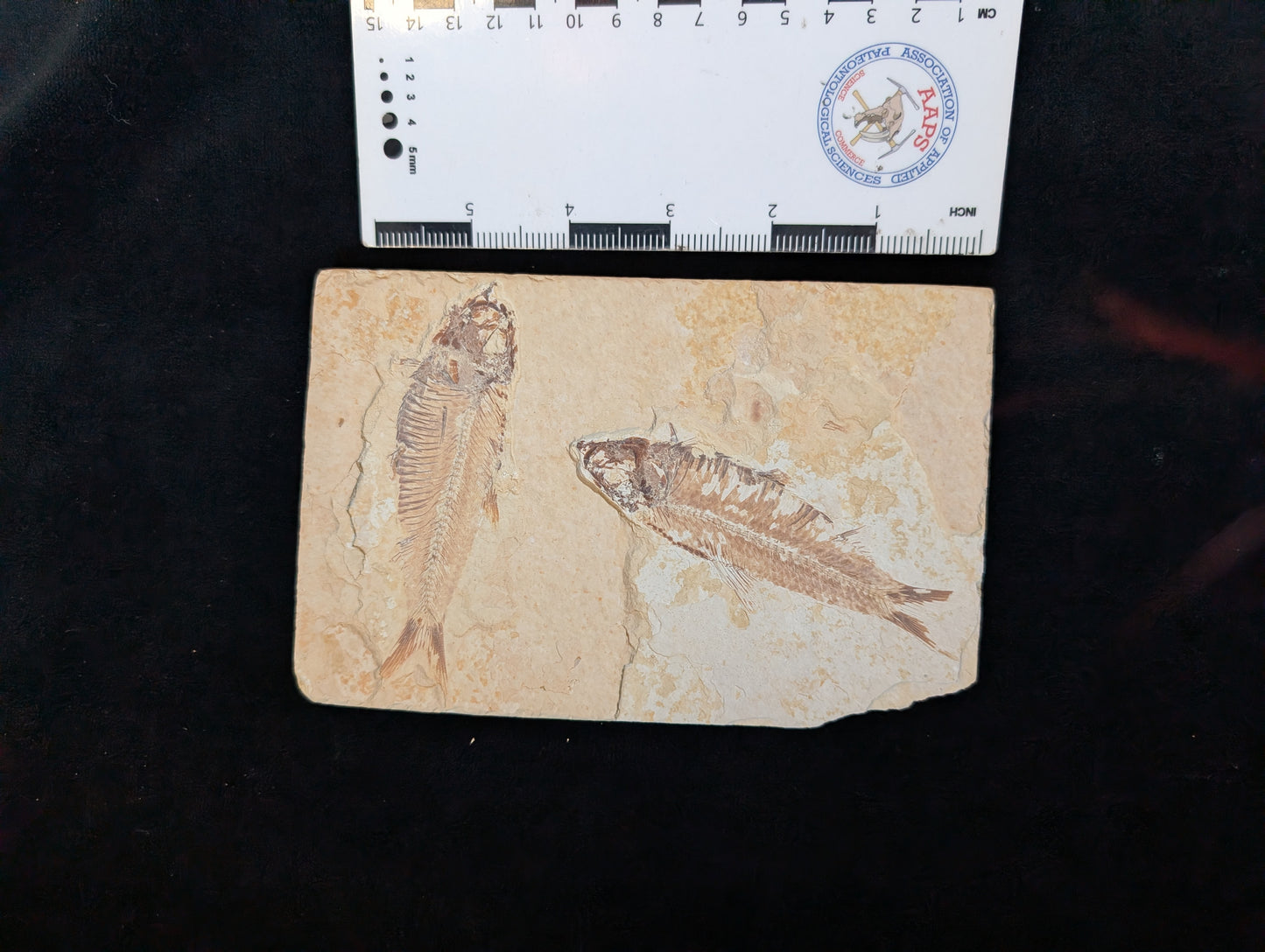 Fossilized Fish (Knightia)