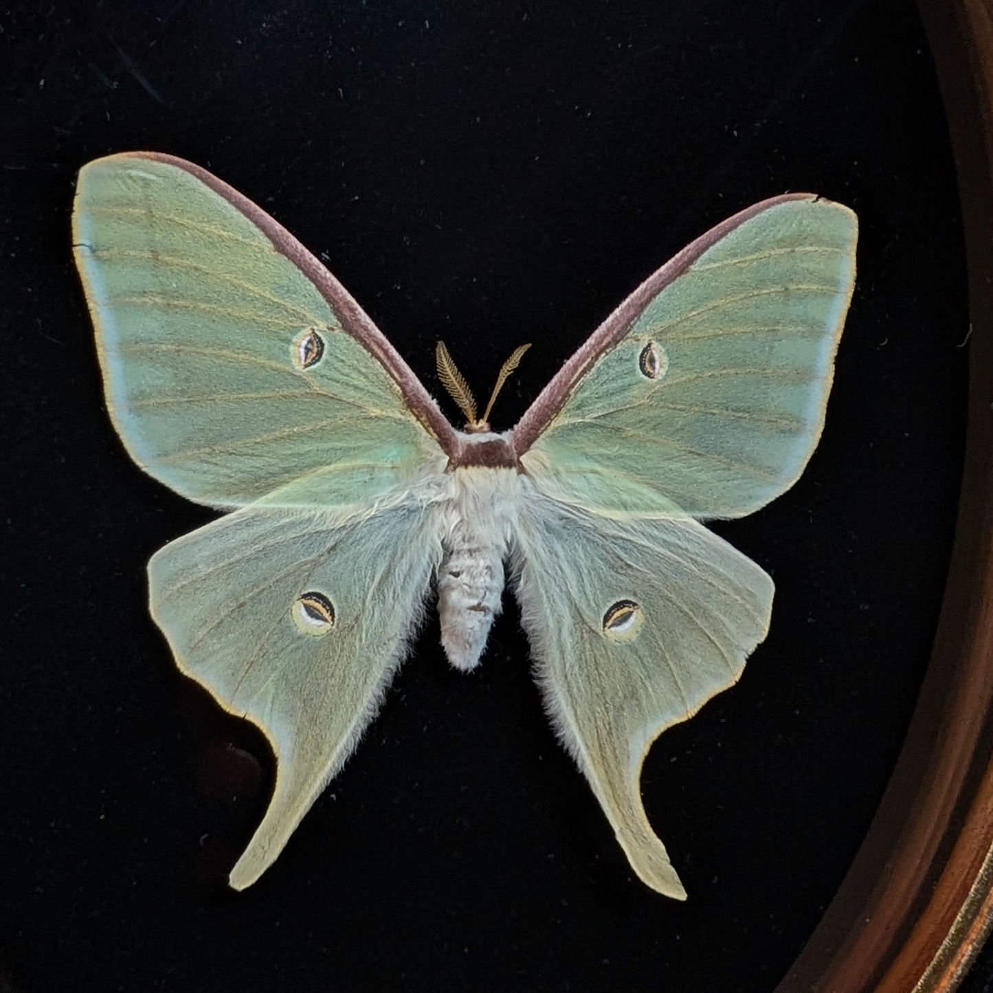 Luna Moth in Oval Frame