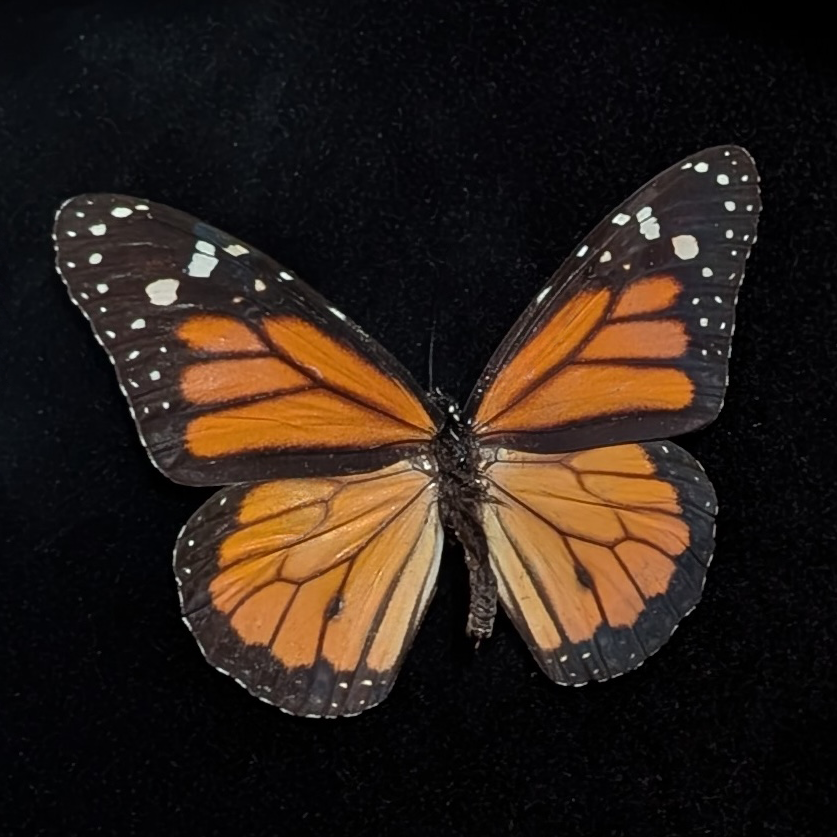 Monarch Butterfly in Ornate Oval Frame