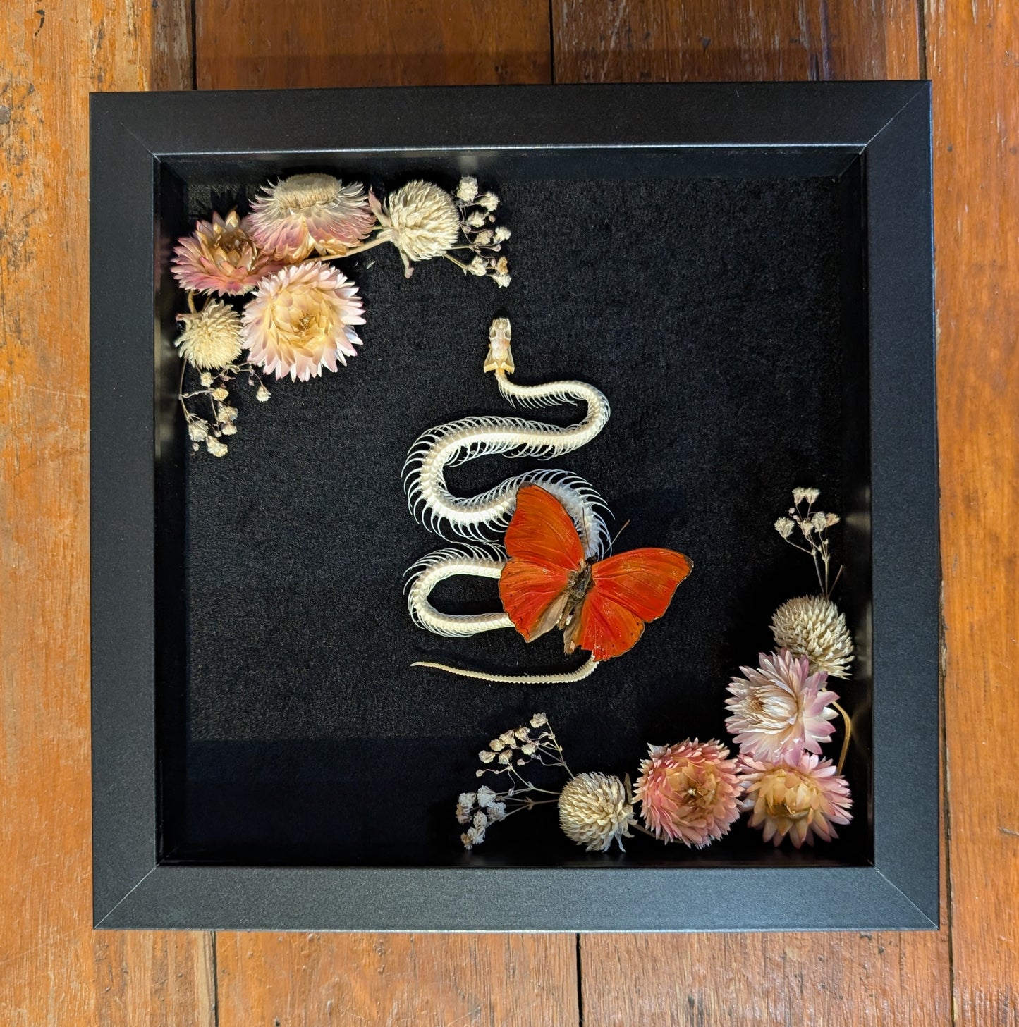 Real Snake Skeleton Shadowbox Workshop (Oct. 18, 2026)