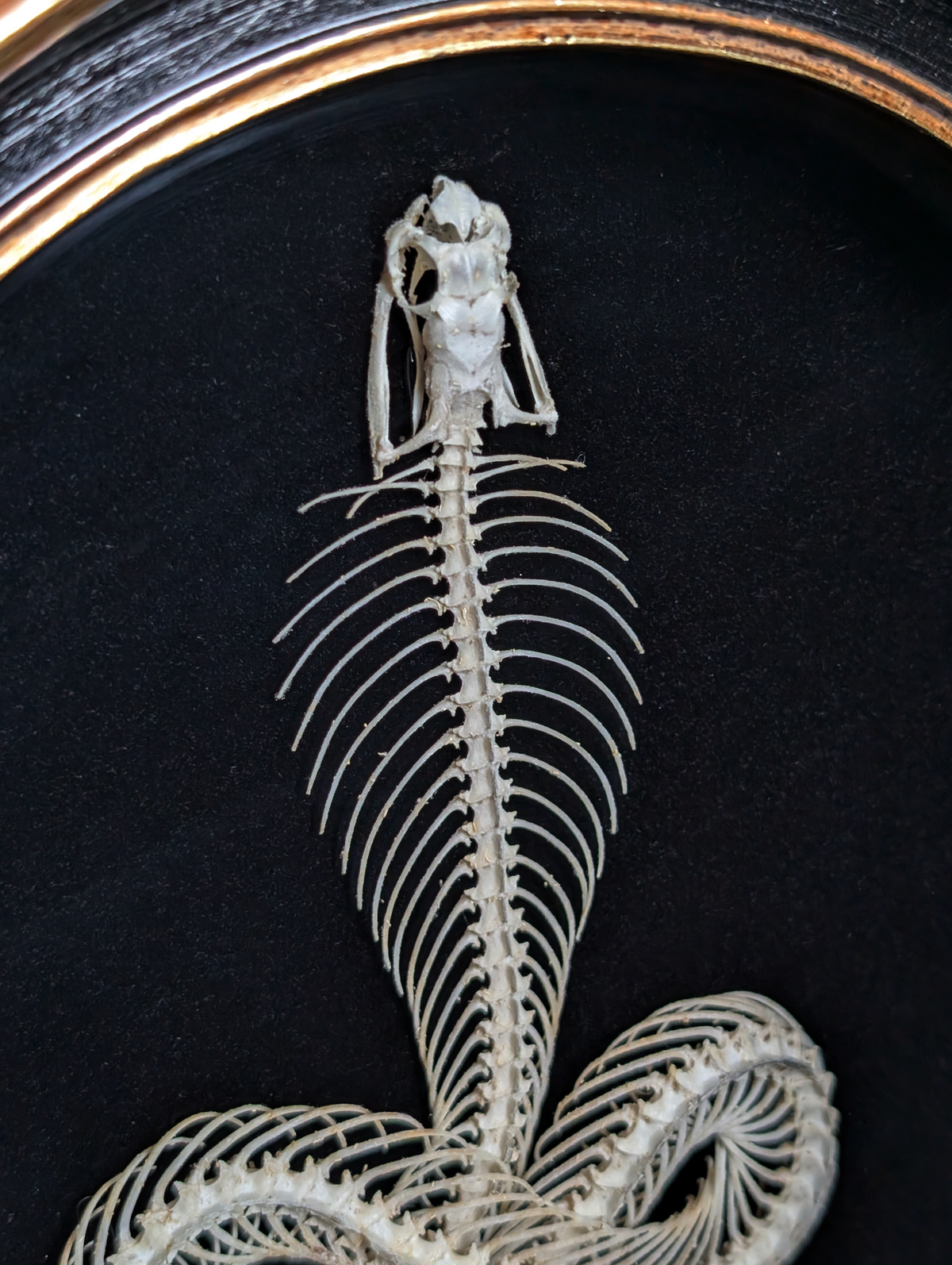 Real Viper Skeleton in Oval Frame