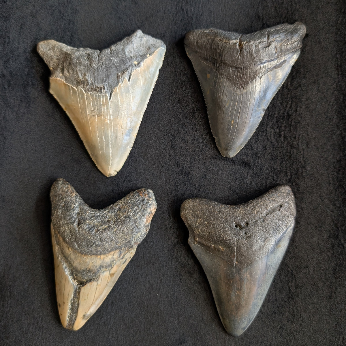 Megalodon Tooth 3" - 3.25"