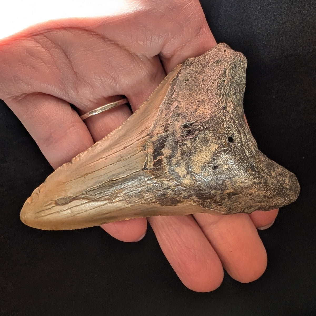 Megalodon Tooth 3.12", lower jaw dagger