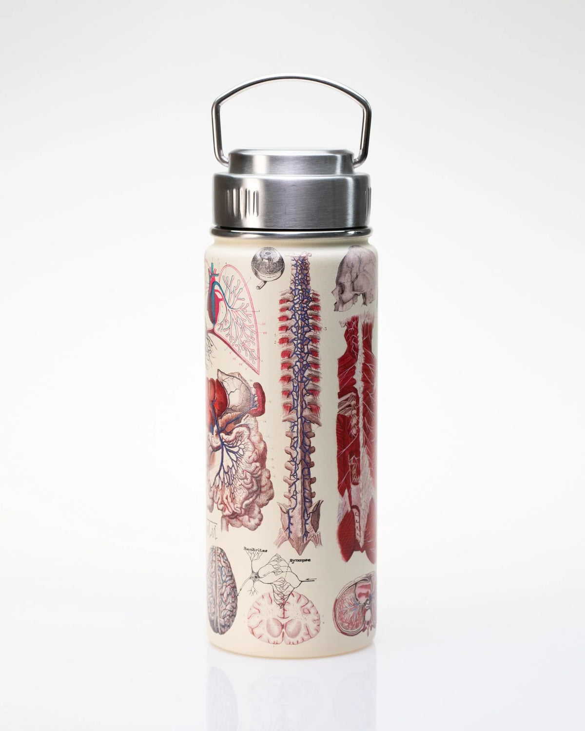 Stainless Steel Bottle: Anatomy, 18oz