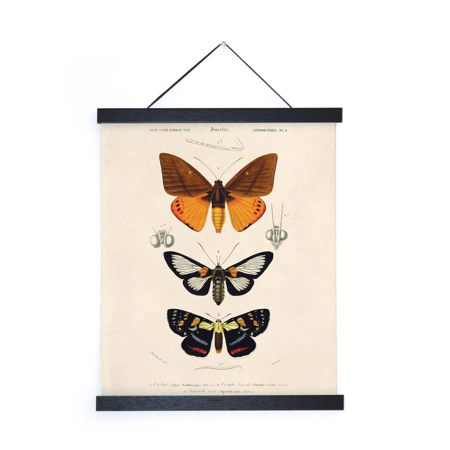 Vintage d'Orbigny Moth Insect Print