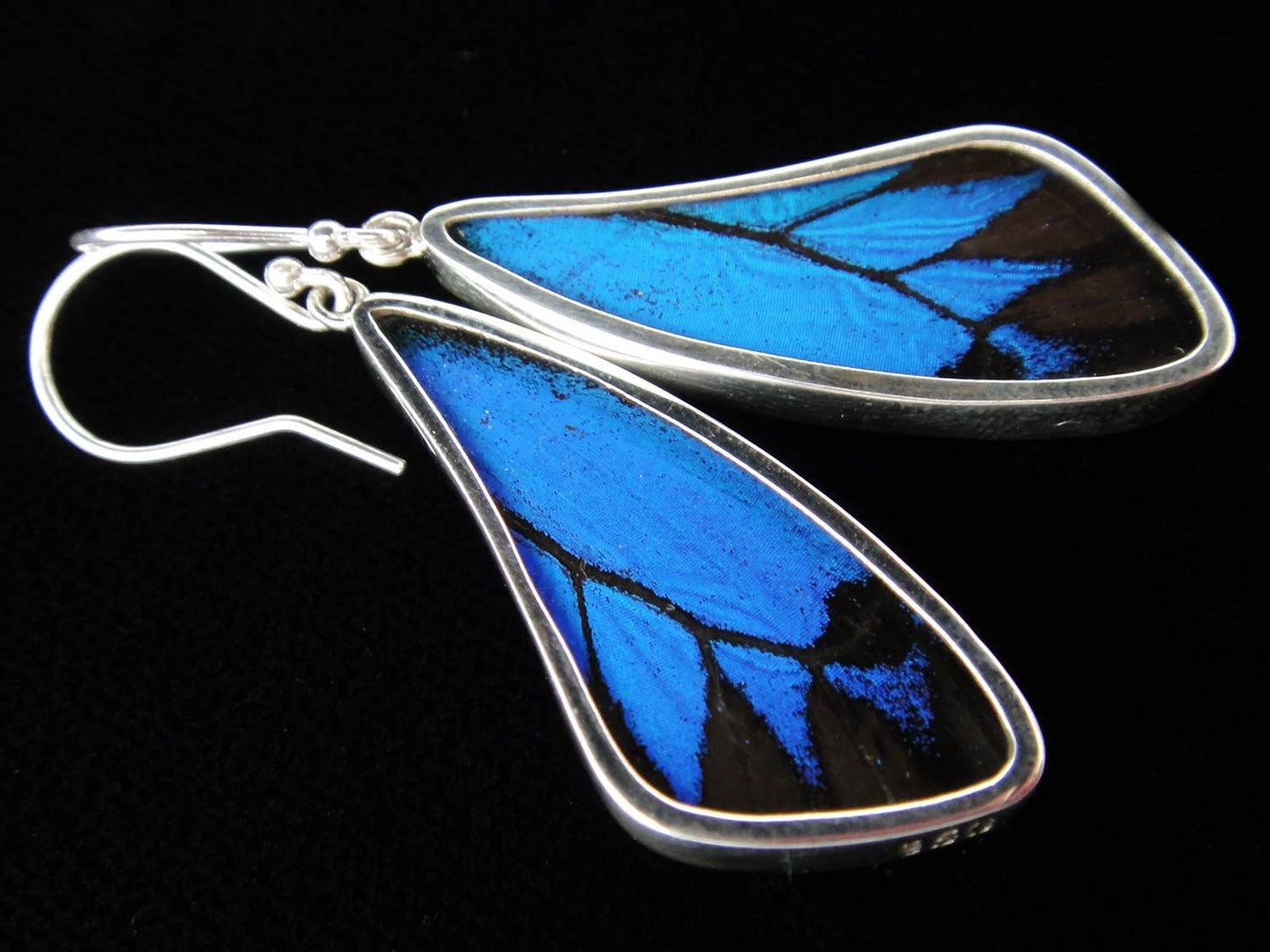 Real Butterfly Earrings - Papilio Ulysses