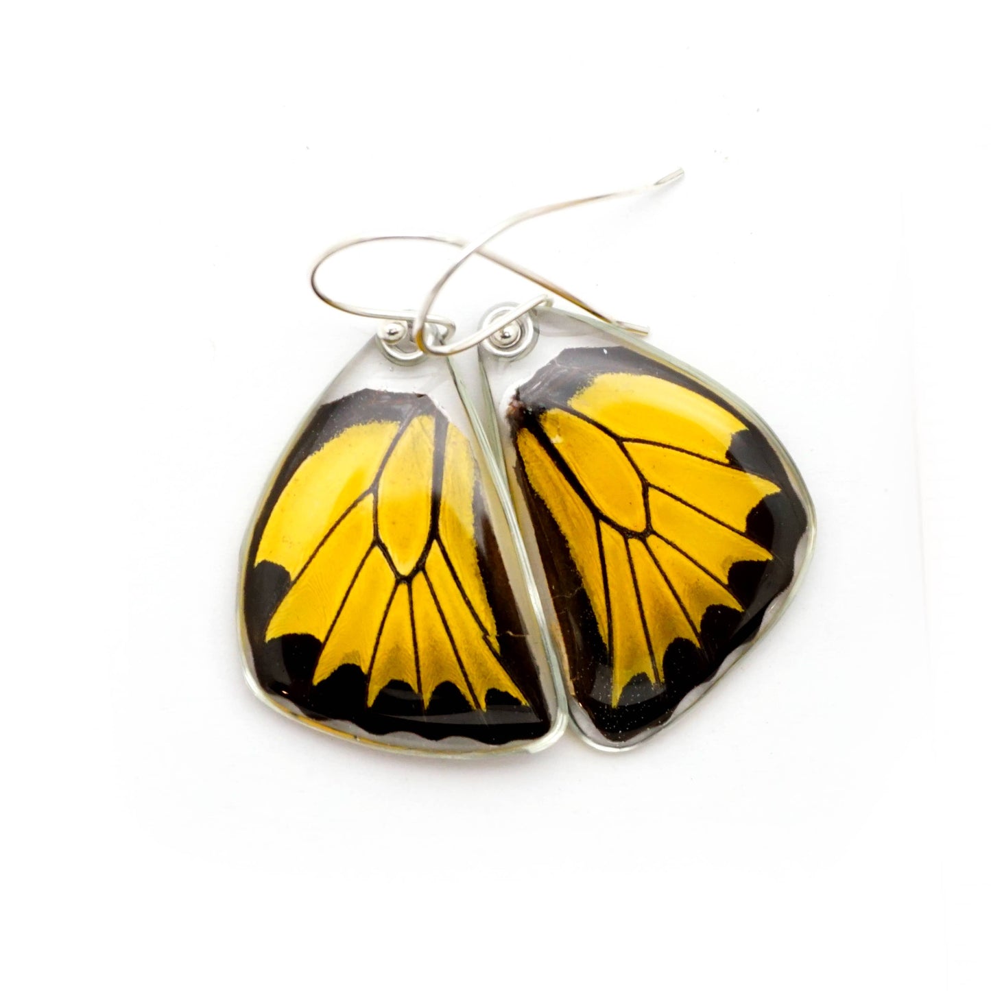 Real Butterfly Wing Earrings, Golden Birdwing