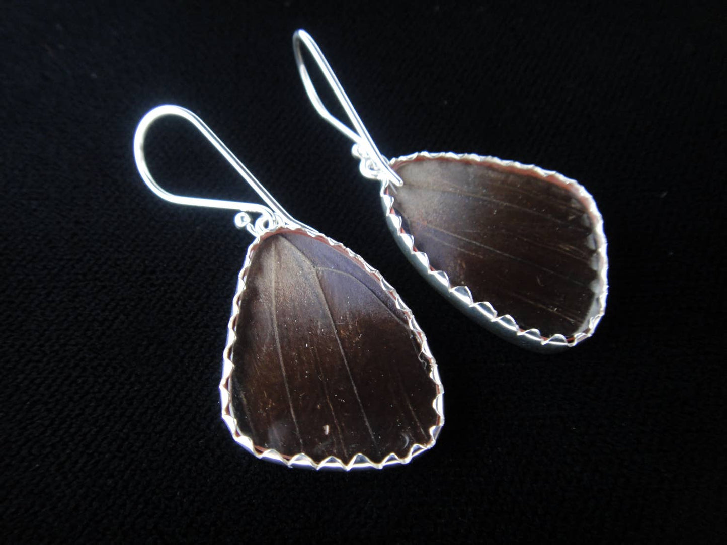 Real Butterfly Wing Earrings: "88" Butterfly
