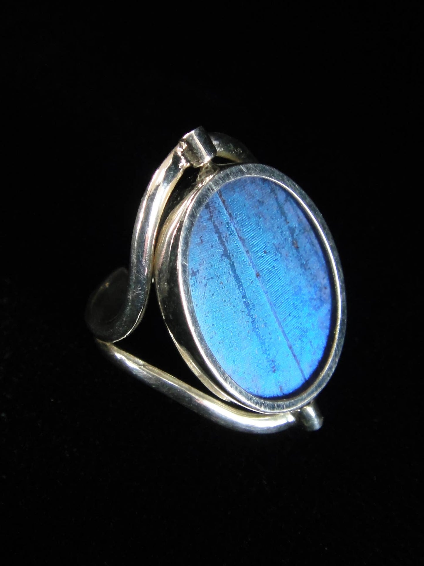 Real Butterfly Reversible Blue Morpho/Sunset Oval Ring (adjustable)