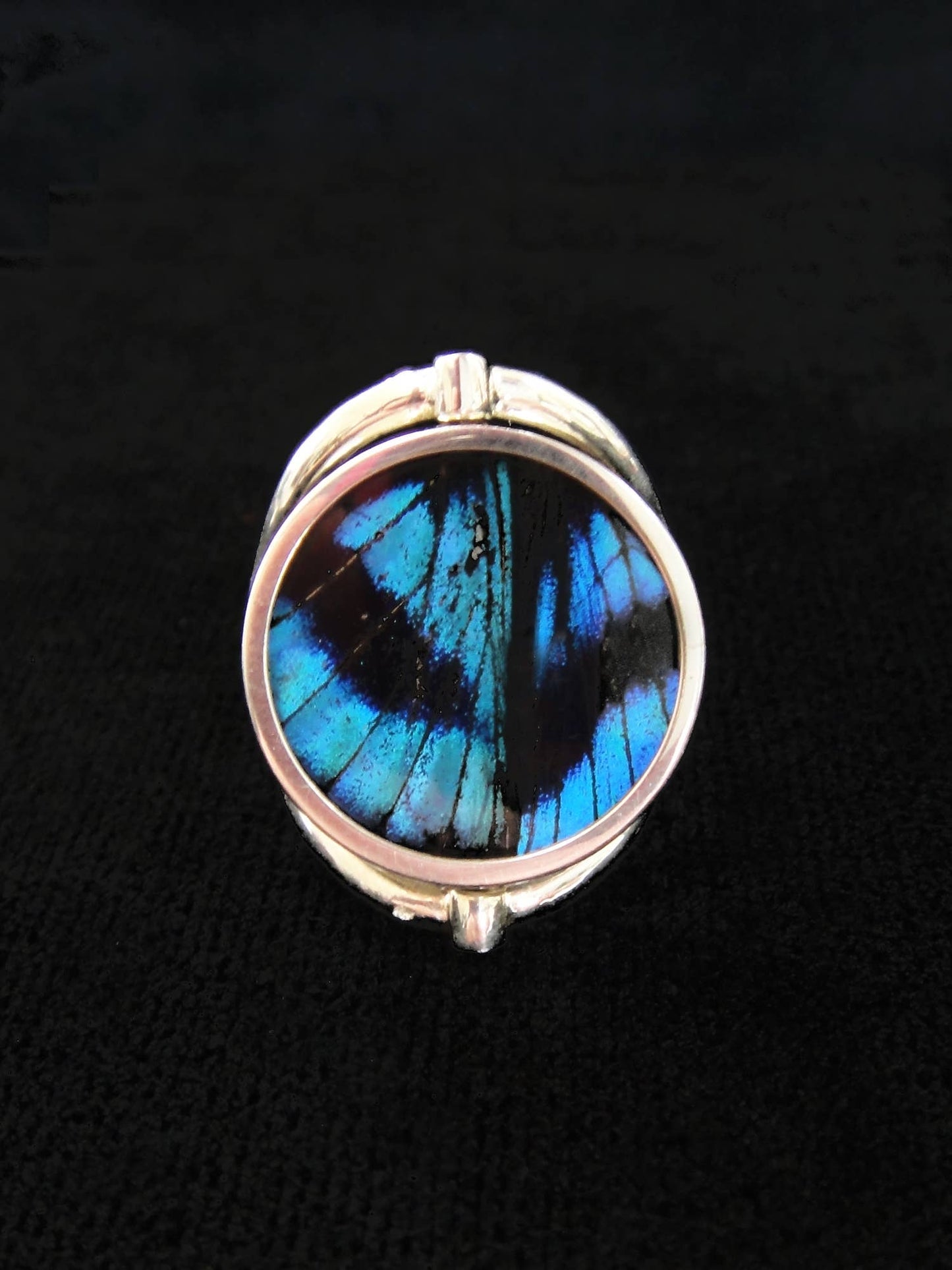 Real Butterfly Wing Ring, Reversible