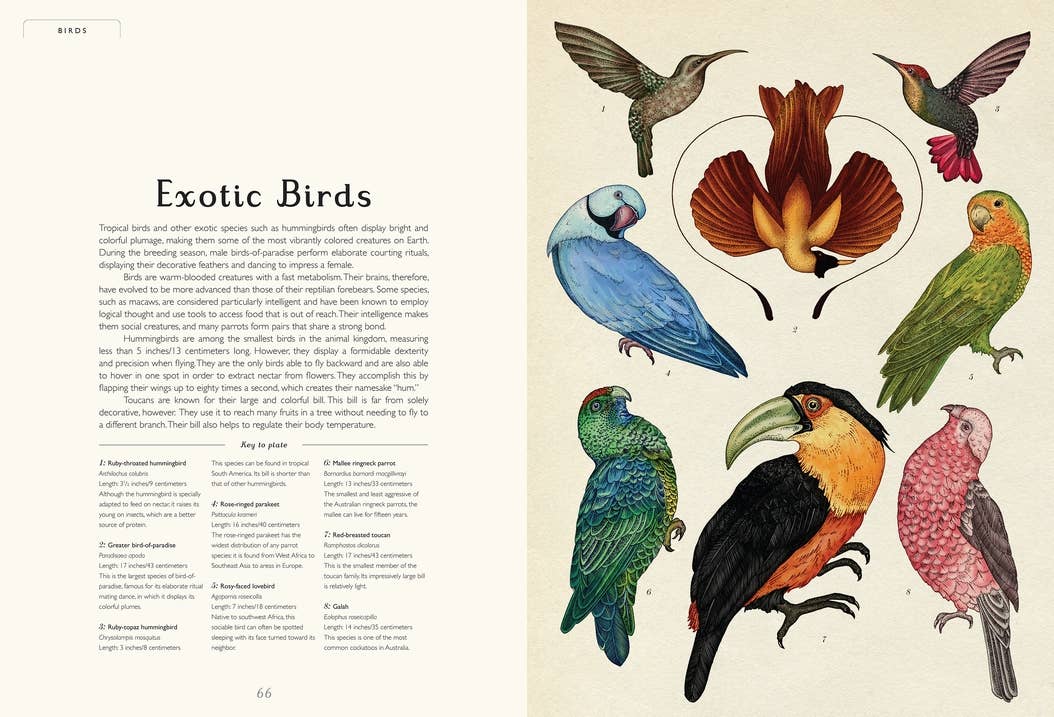 Animalium