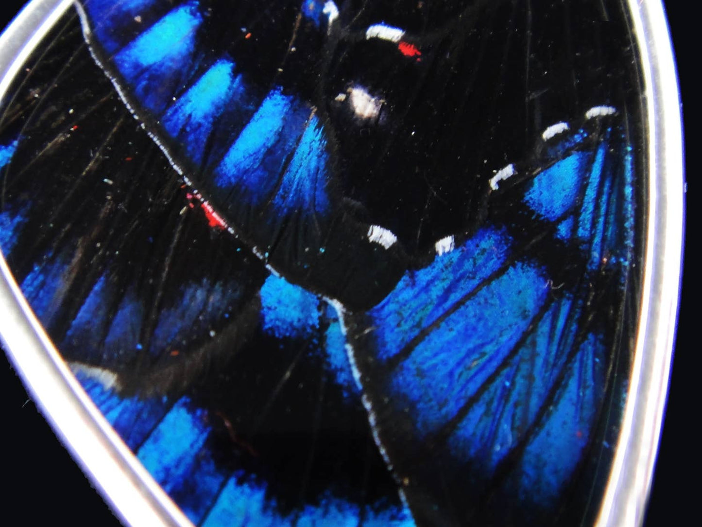 Real Butterfly Wing Pendant - "Blue Flash", XX-Large
