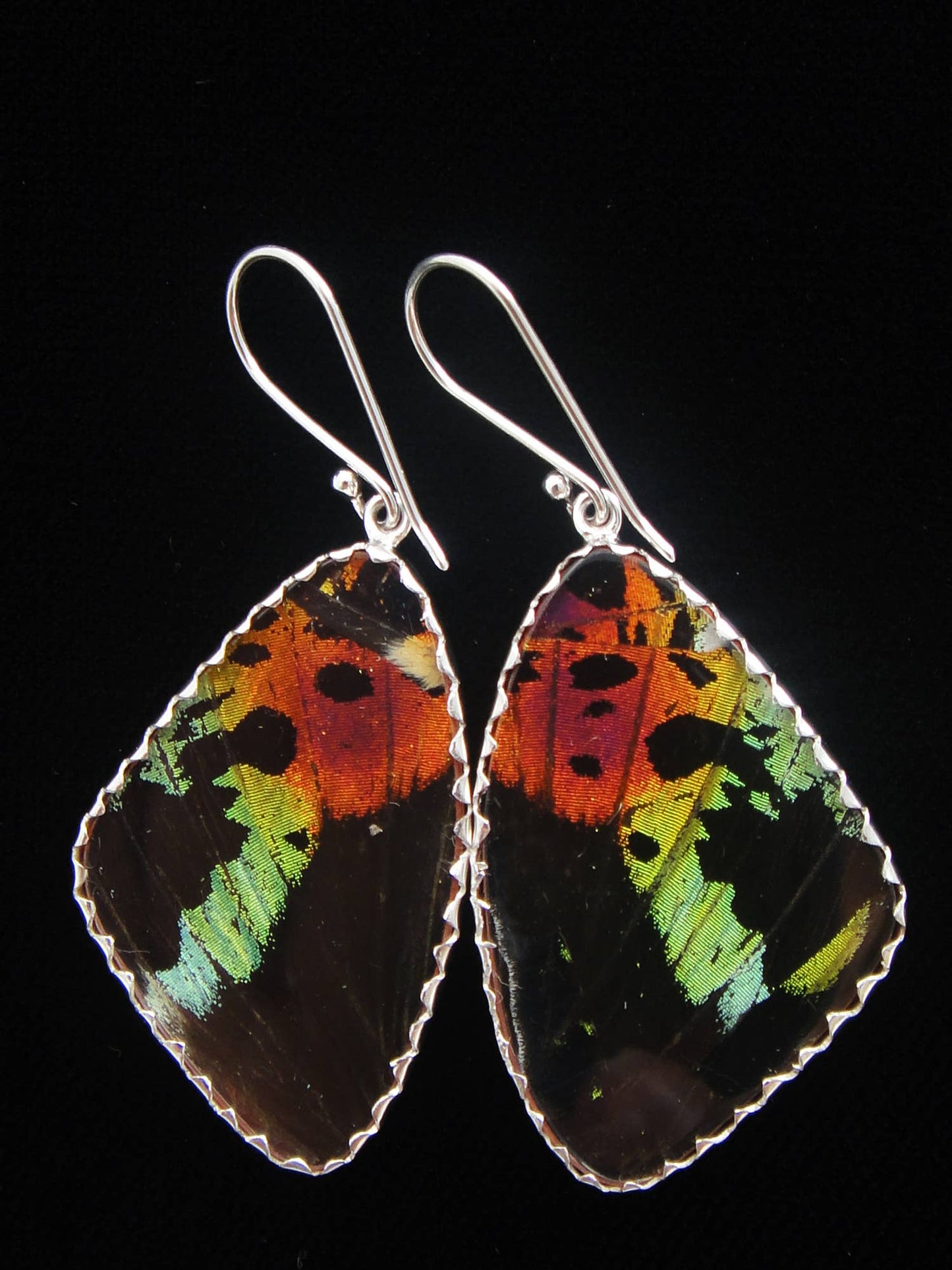 Real Butterfly Wing Earrings: Sunset Moth, Large