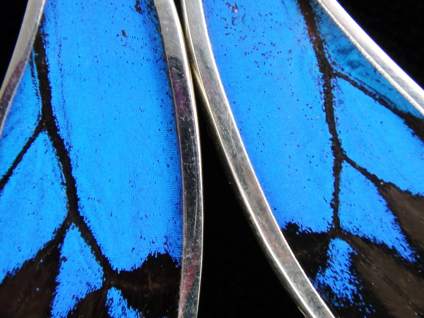 Real Butterfly Earrings - Papilio Ulysses