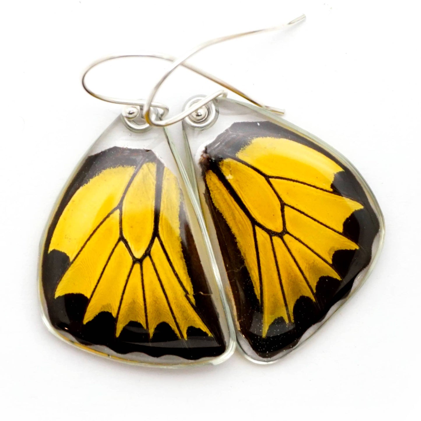 Real Butterfly Wing Earrings, Golden Birdwing