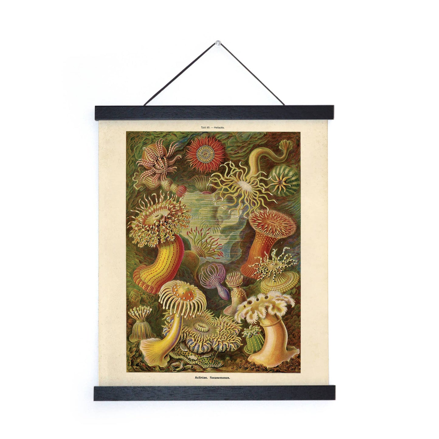 Vintage Haeckel Sea Anemone Print