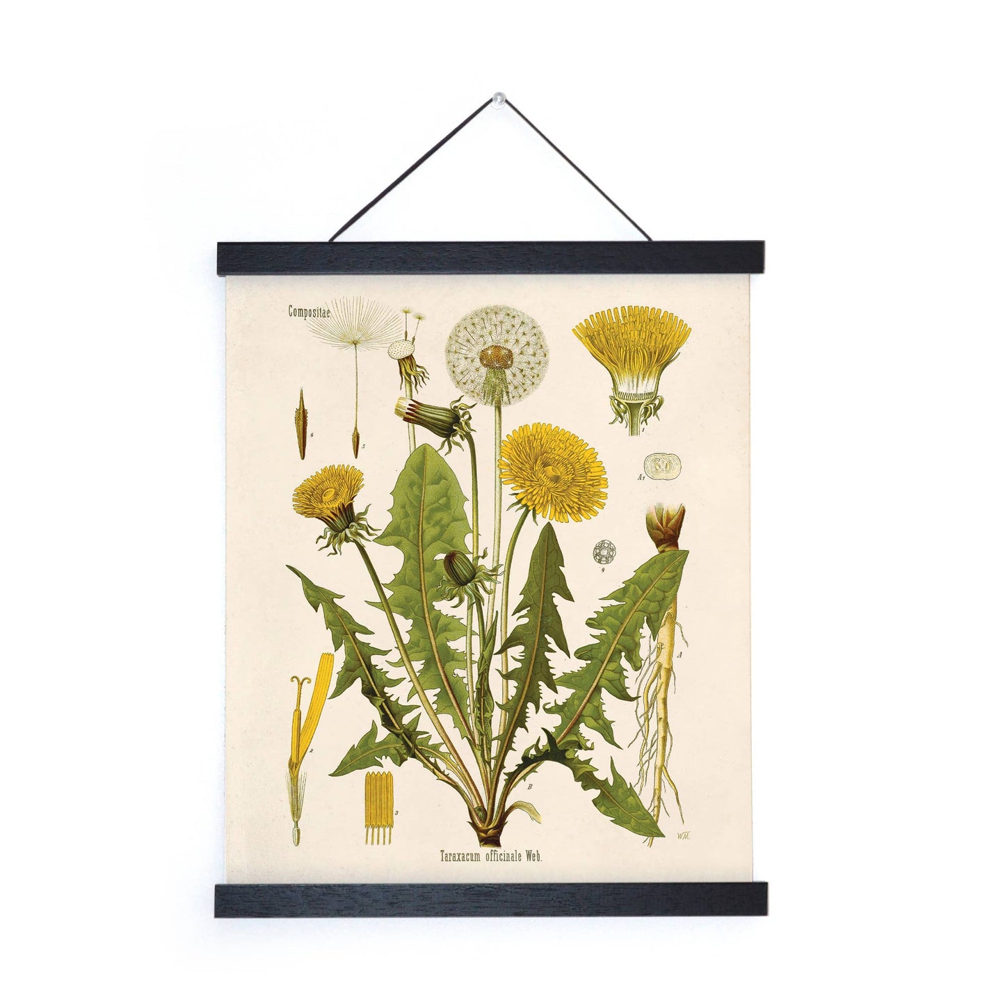 Vintage Botanical Dandelion Flower Print