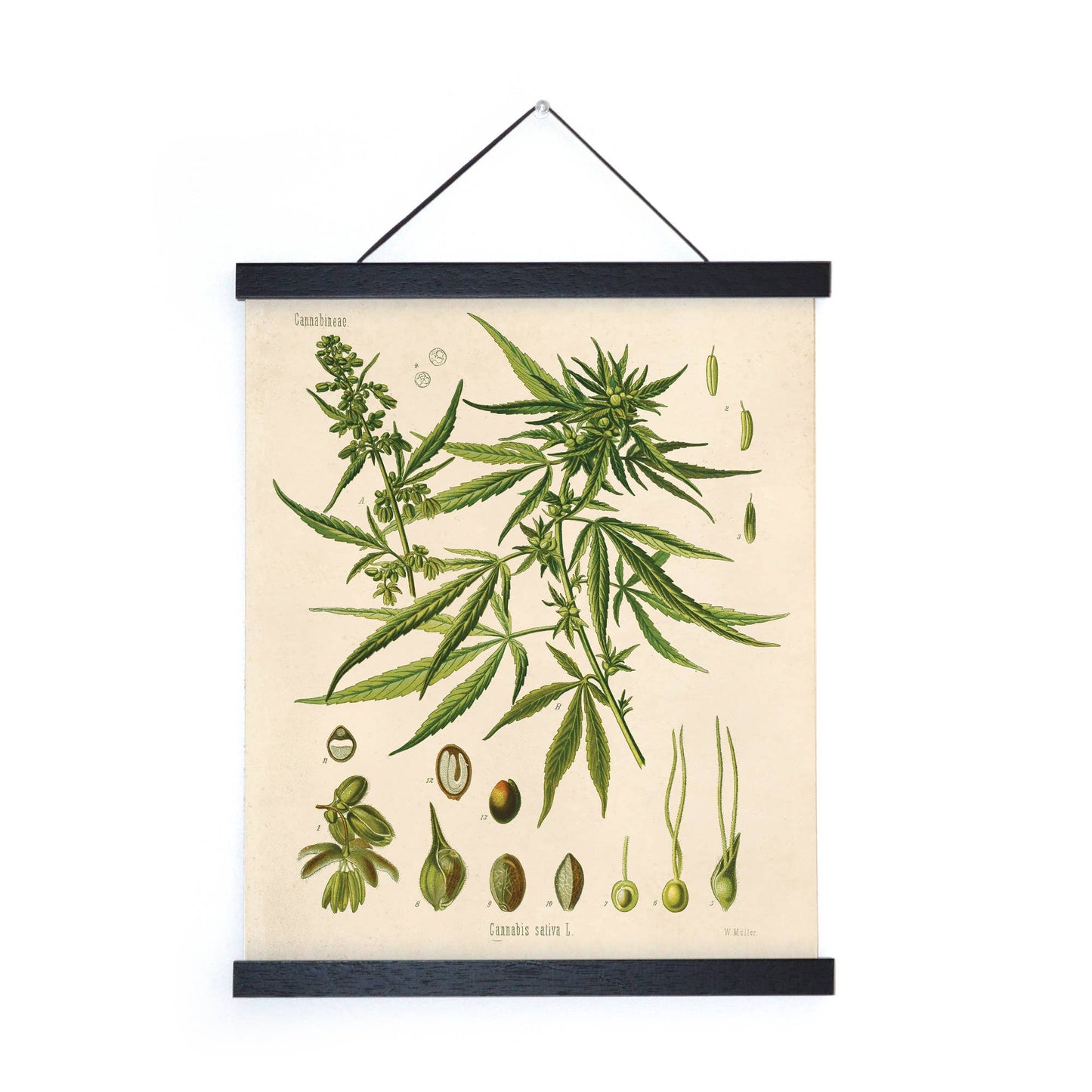 Vintage Botanical Cannabis Marijuana Print w/ optional frame