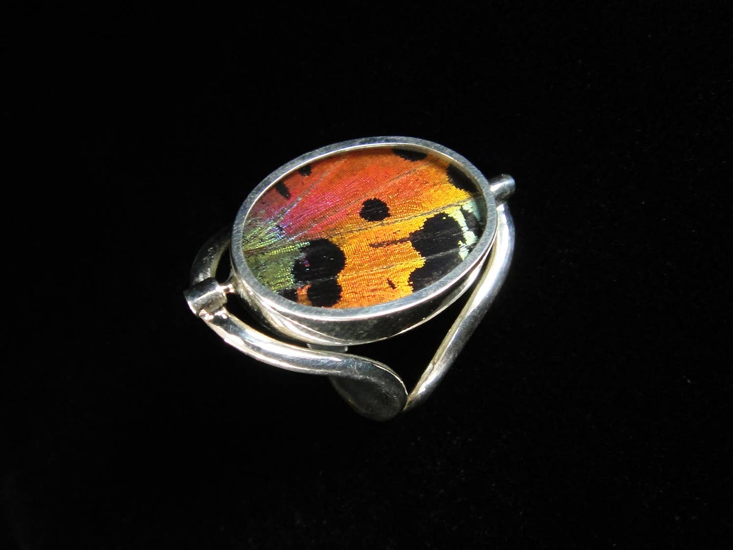 Real Butterfly Reversible Blue Morpho/Sunset Oval Ring (adjustable)