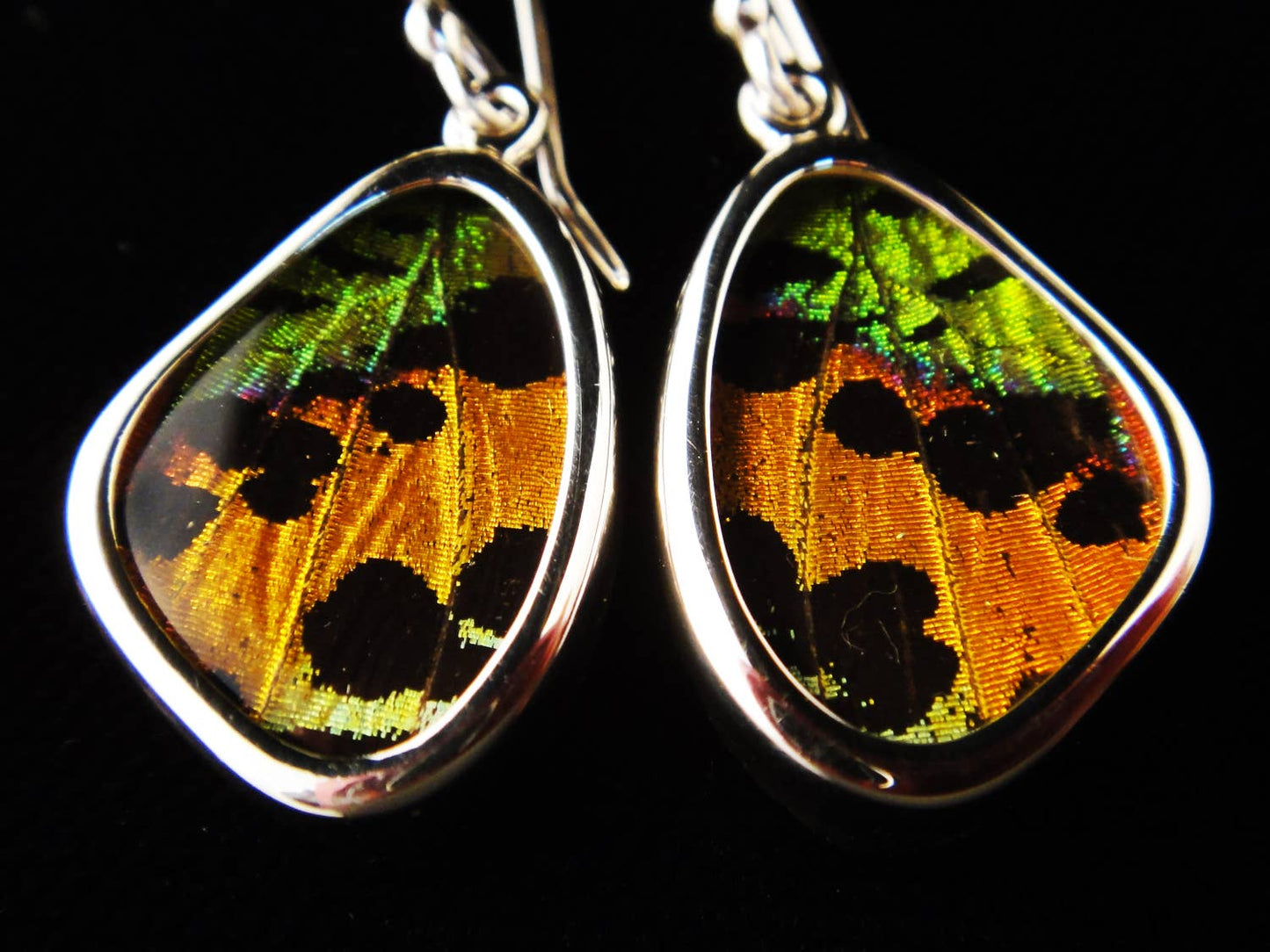 Real Butterfly Wing Earrings: Sunset Moth, XS