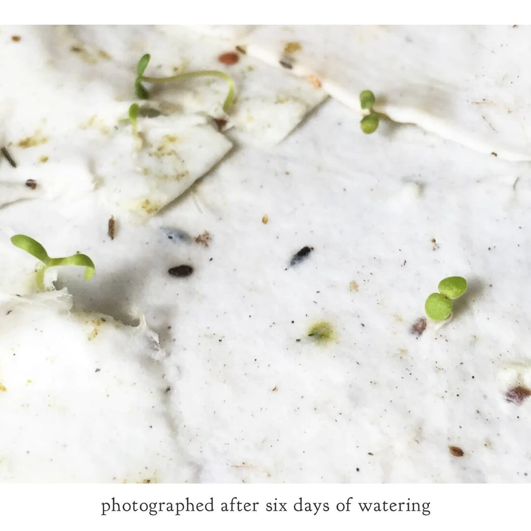 Insect Card Set - Plantable Wildflower Seed Paper